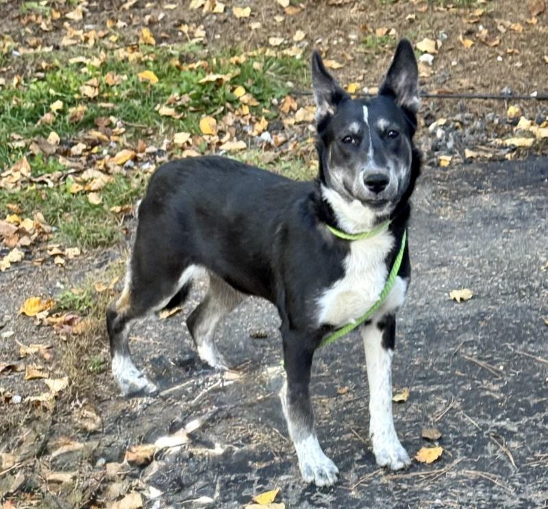 Enlarge Dahlia, a Adoptable mixed breed in Bancroft, ON image 2/4