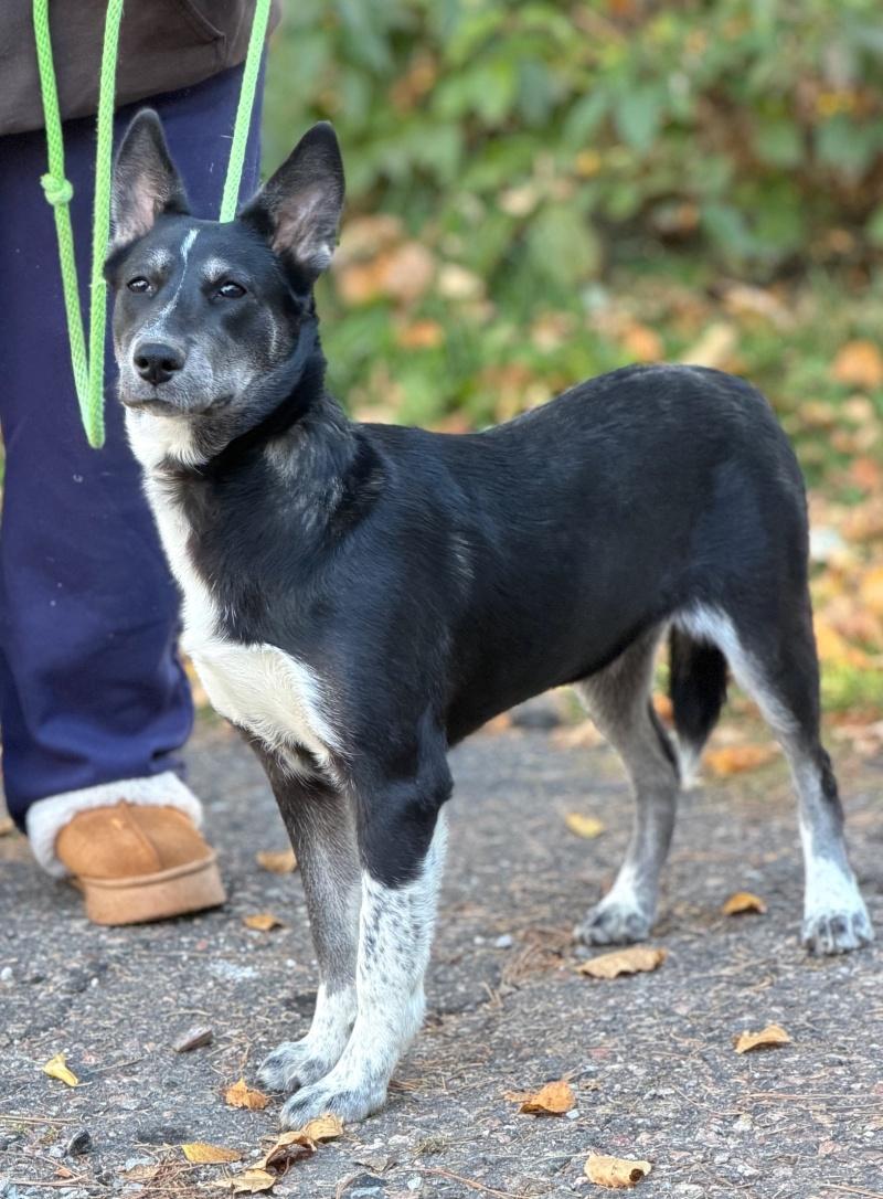 Enlarge Dahlia, a Adoptable mixed breed in Bancroft, ON image 4/4
