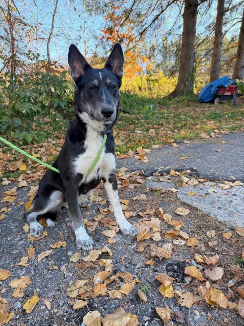 Enlarge Dahlia, a Adoptable mixed breed in Bancroft, ON image 1/4