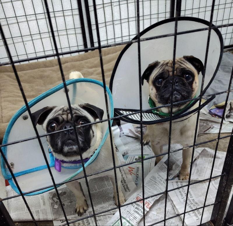 Enlarge Lola Lemonhead and Kevin Knoppers, a Adoptable Pug in Mukwonago, WI image 1/1
