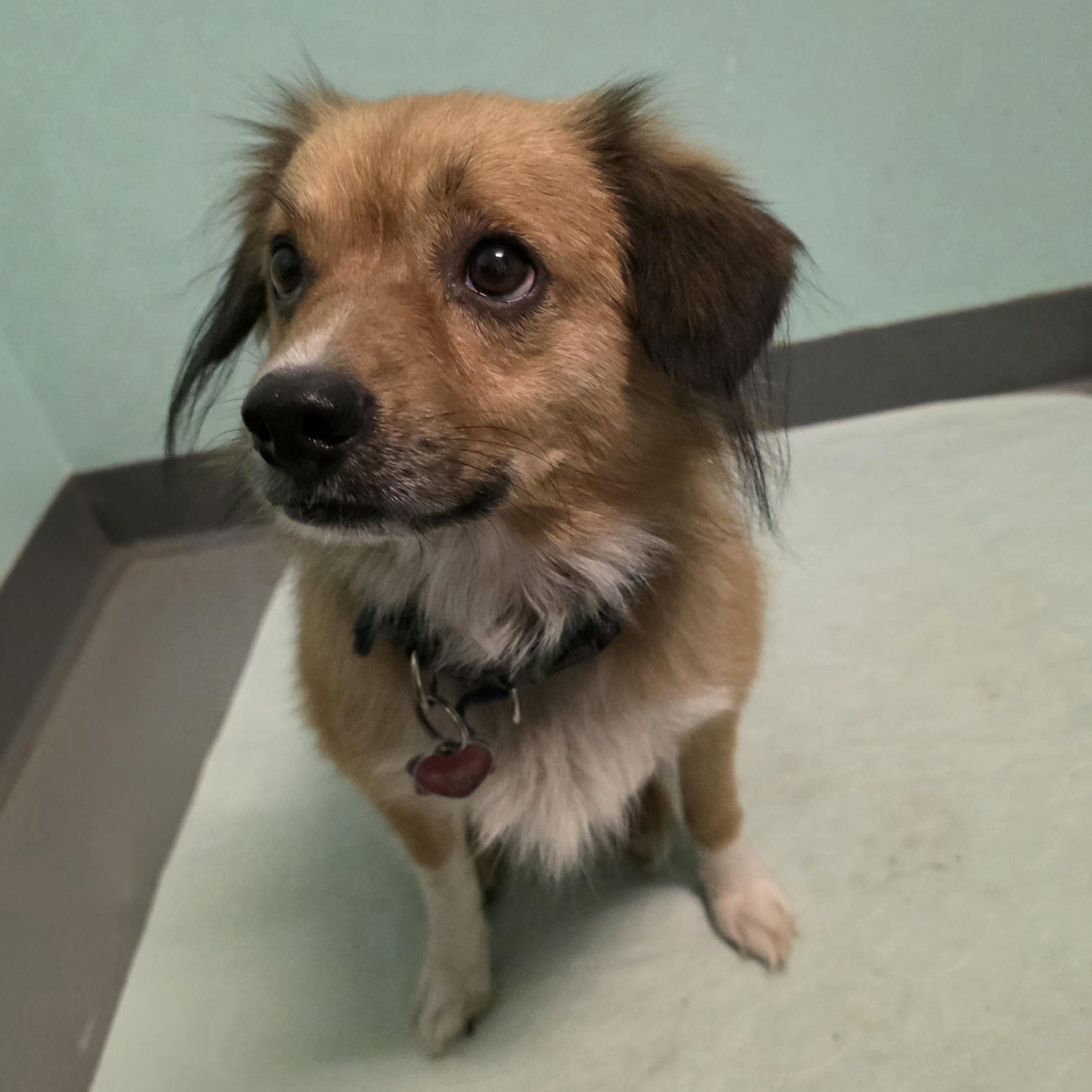 Enlarge Benji, an adopted mixed breed in Eustis, FL image 2/2