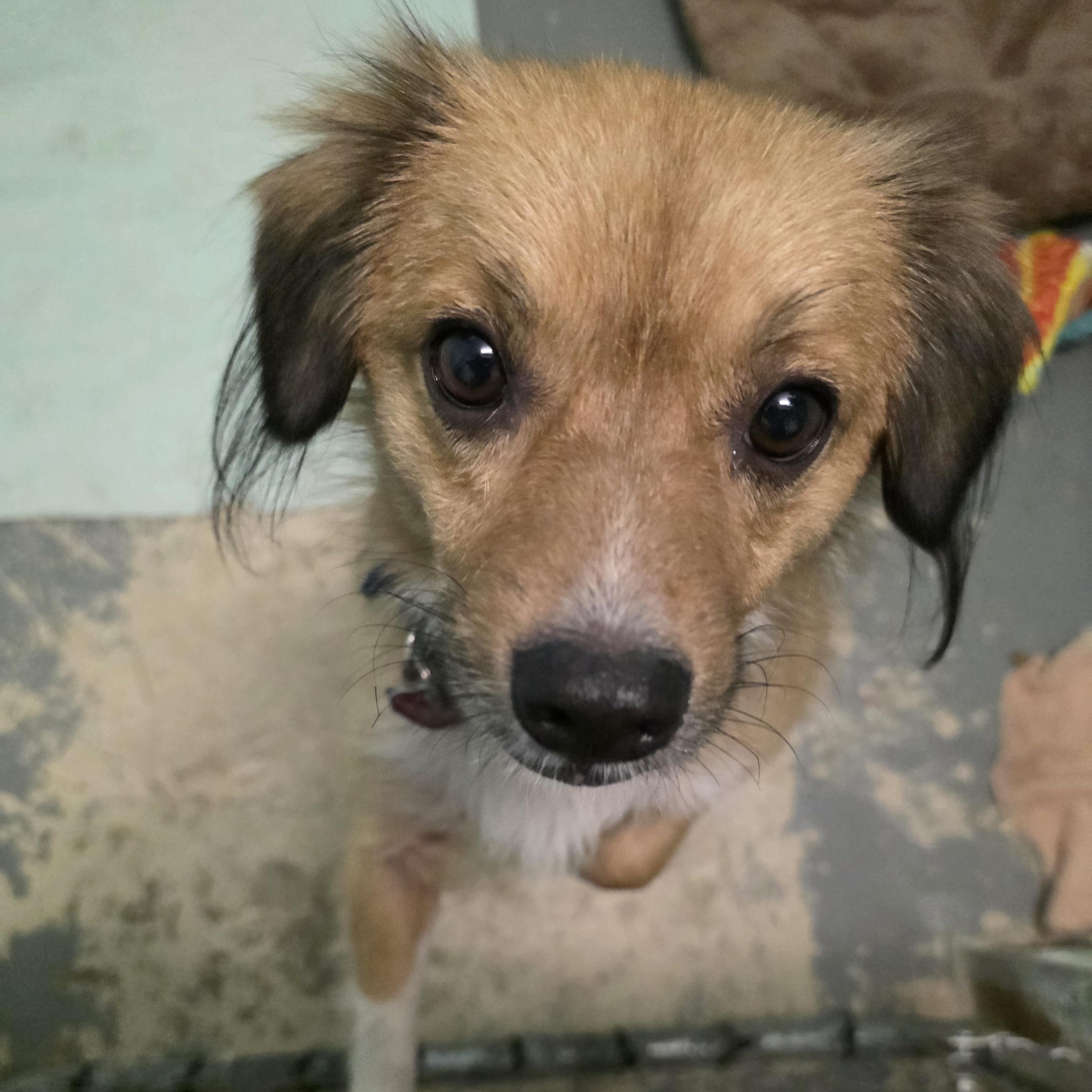 Benji, adopted, Adult Male Spaniel & Pomeranian.