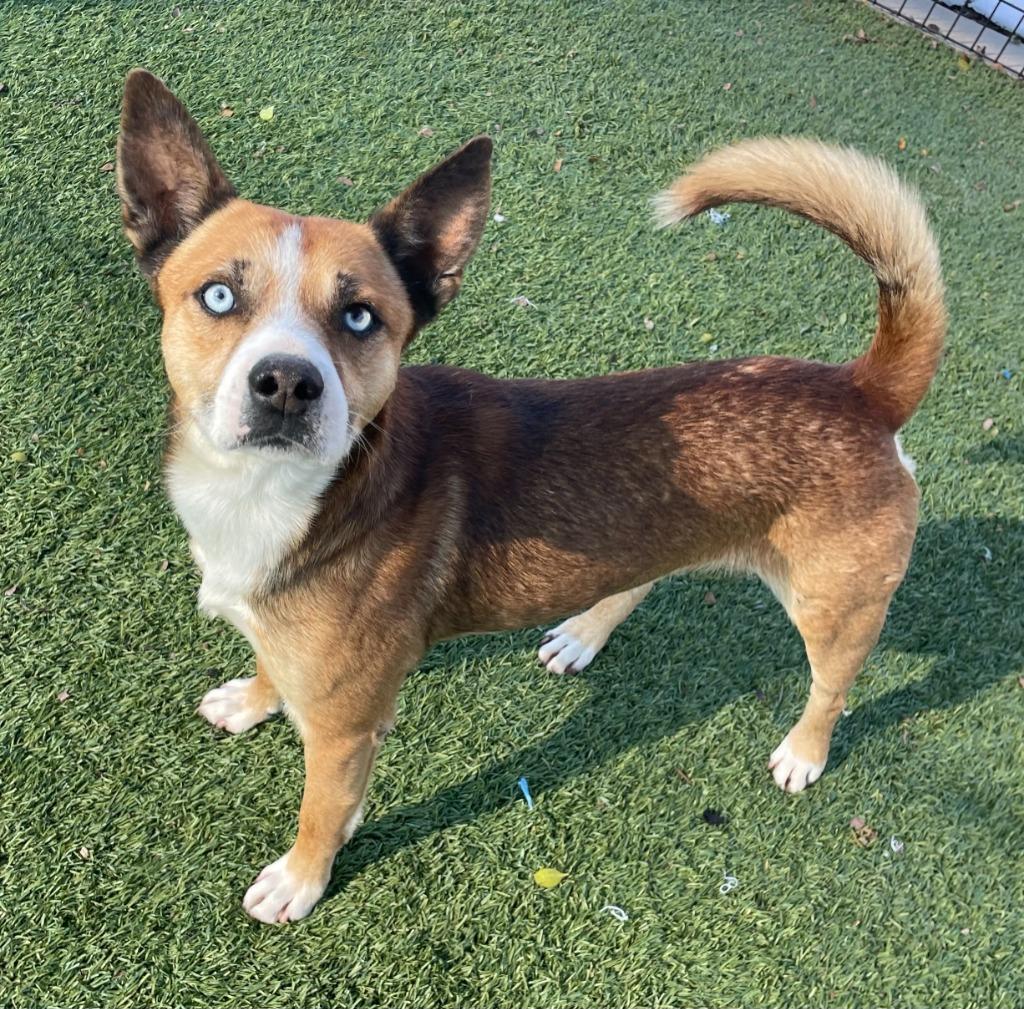 Enlarge Luke, a Adoptable Husky in Little Elm, TX image 1/1
