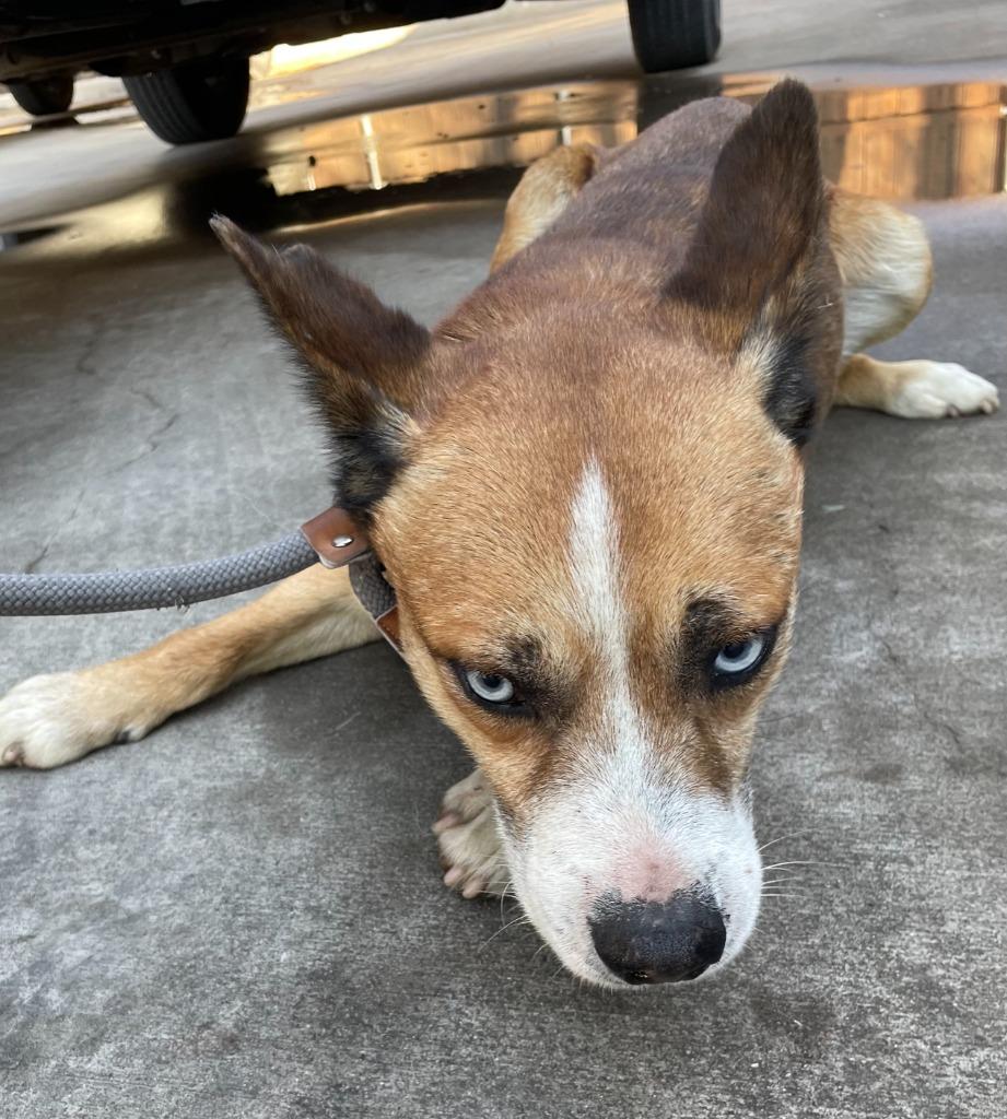 Luke, Adoptable, Adult Male Husky.