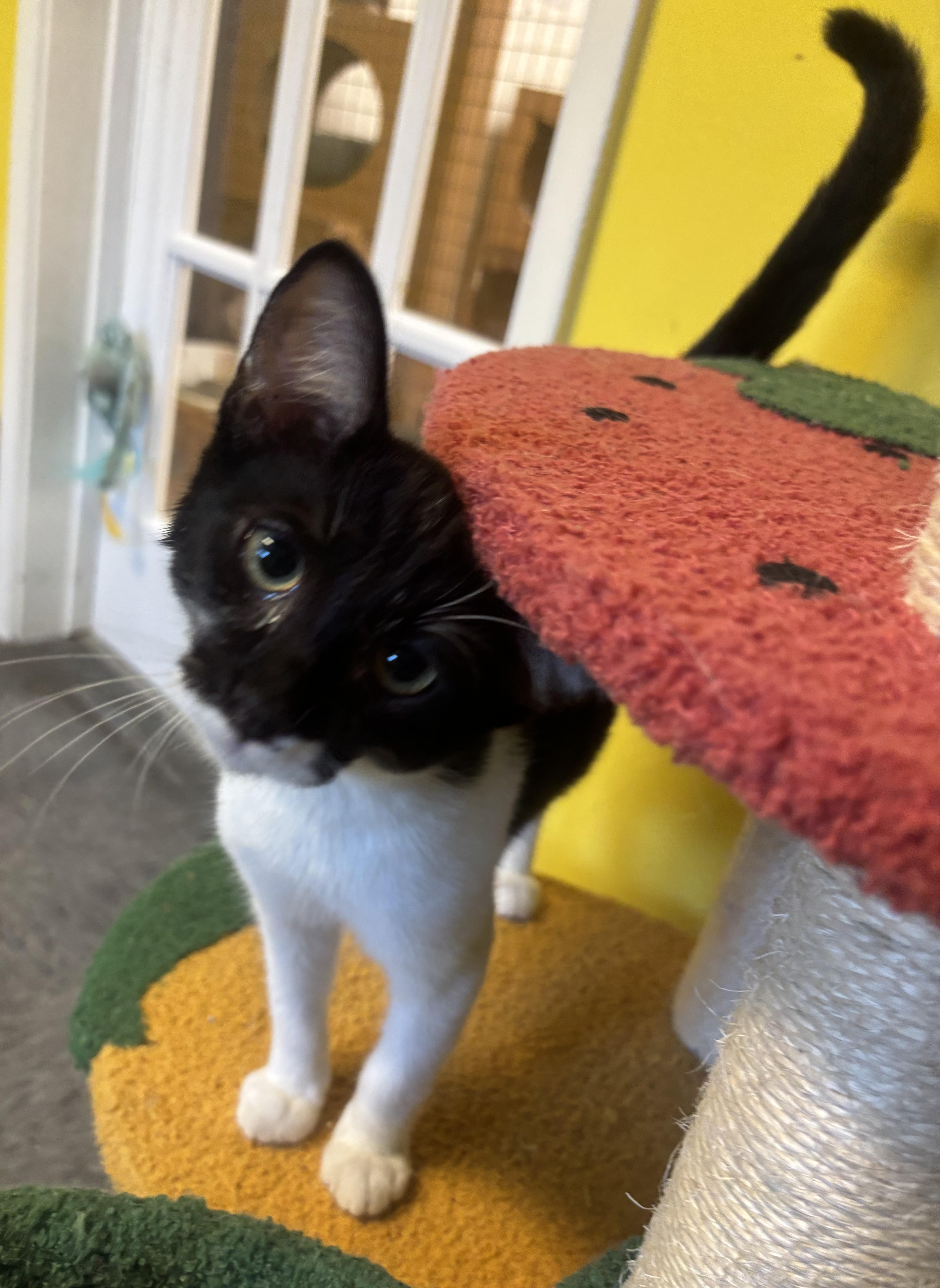 Batman, Young Male Domestic Short Hair