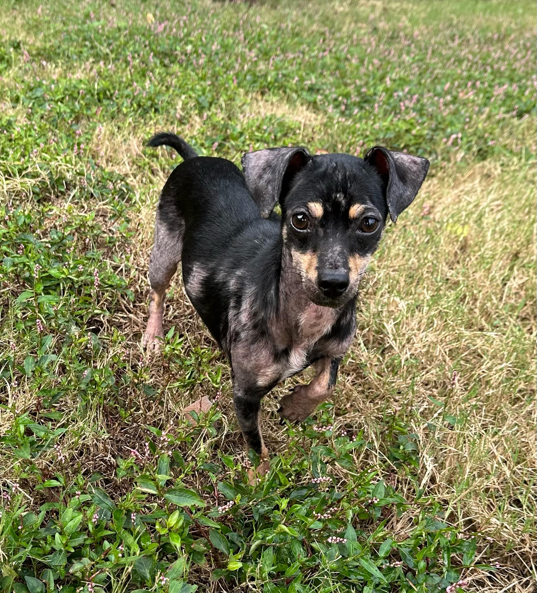Dog for adoption Beth (DebFostered in TN), a Chihuahua in Brooklyn