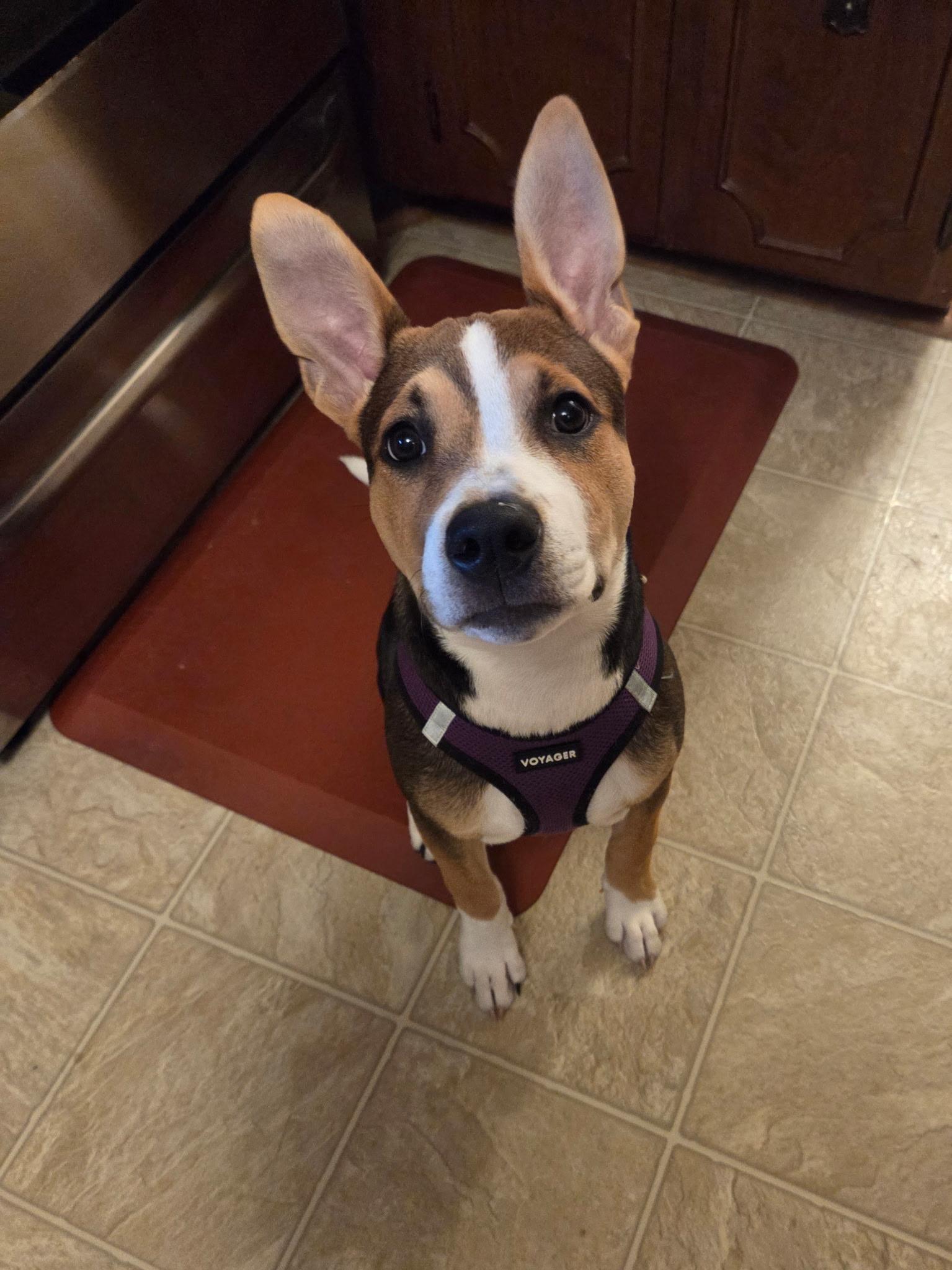 Maggie - Courtesy Post, ADOPTABLE, Puppy Female Mixed Breed.