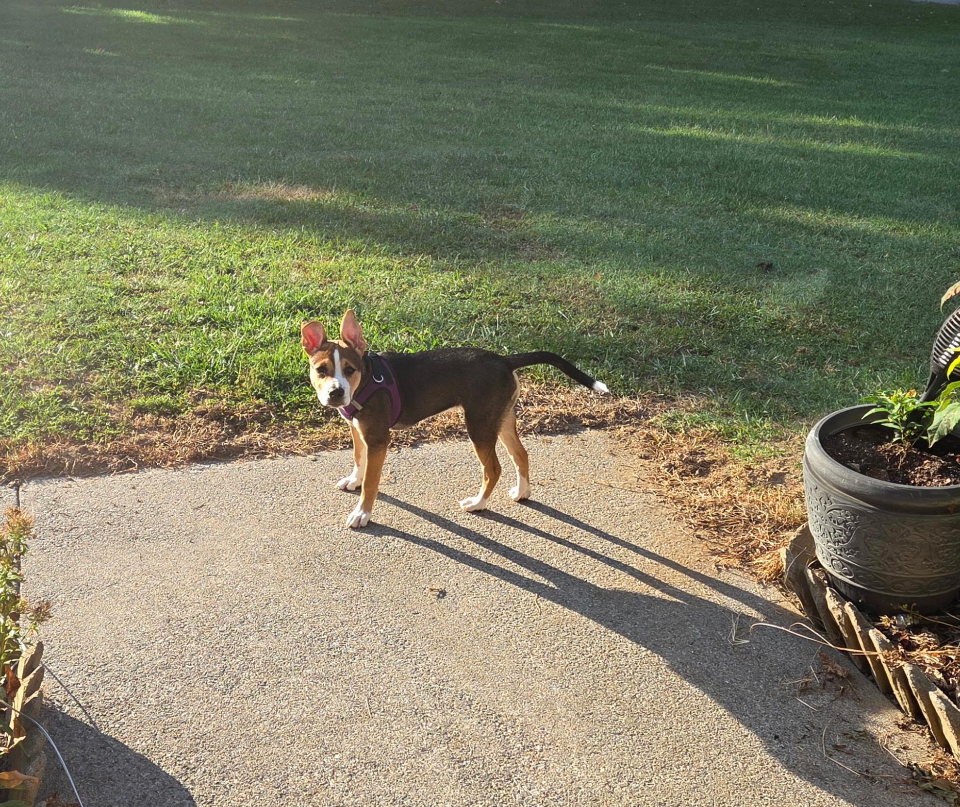 Enlarge Maggie - Courtesy Post, a ADOPTABLE Mixed Breed in Floyd, VA image 2/2