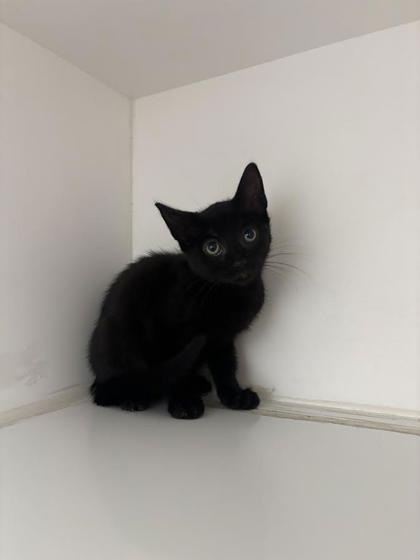 Wrenny, Adoptable, Kitten Female Domestic Short Hair & Domestic Short Hair.