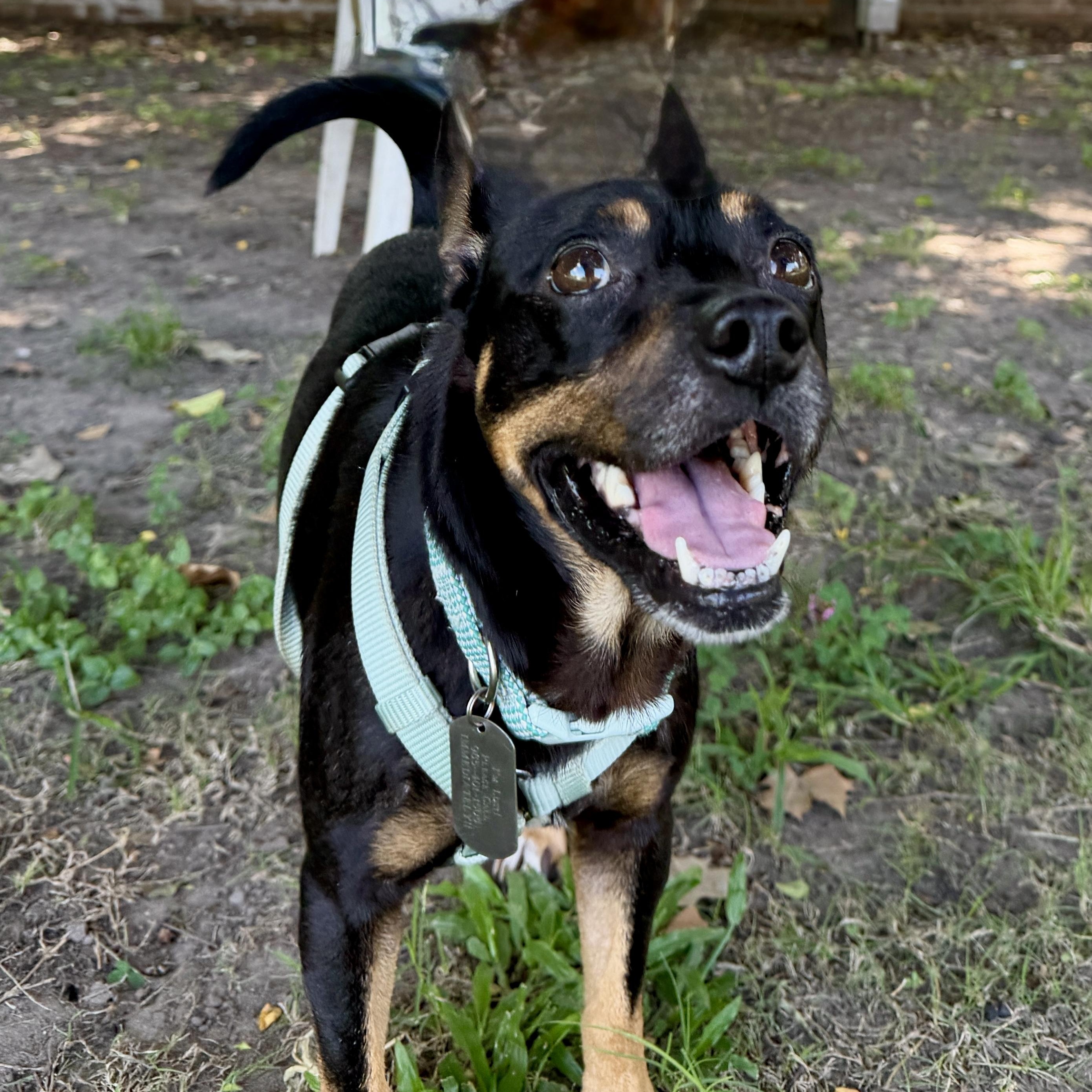 Enlarge Chorizo, a ADOPTABLE mixed breed in New Orleans, LA image 2/5