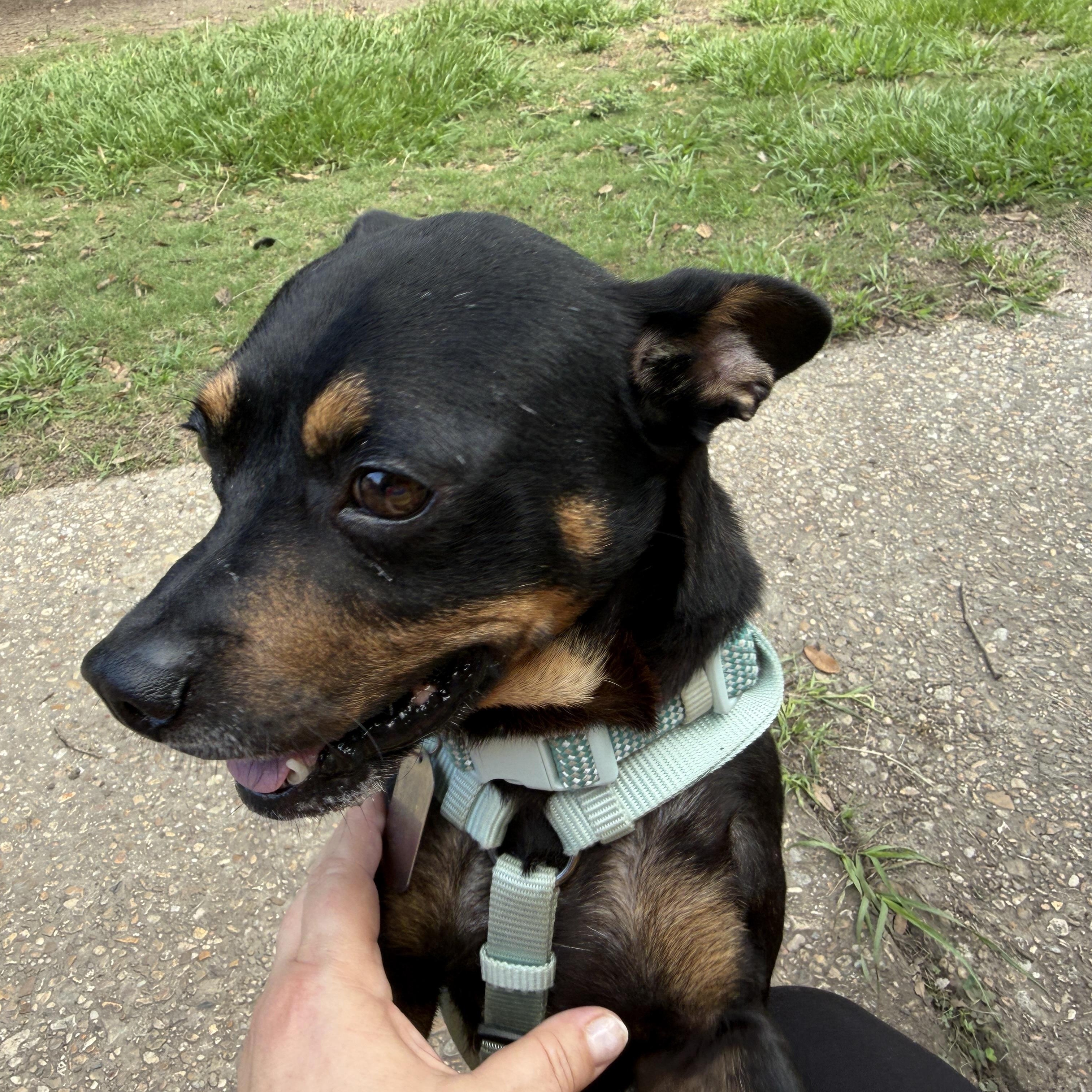 Enlarge Chorizo, a ADOPTABLE mixed breed in New Orleans, LA image 3/5