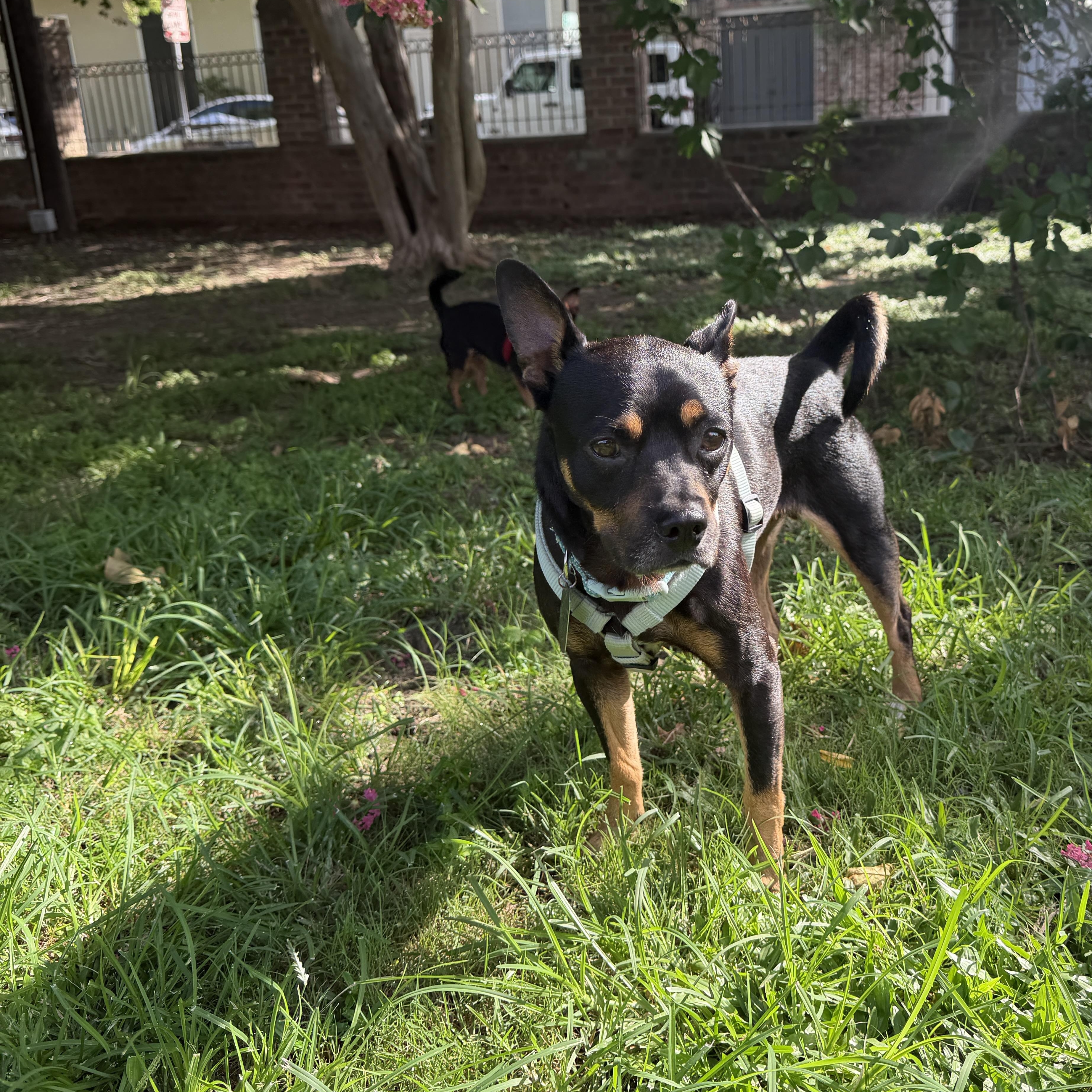 Enlarge Chorizo, a ADOPTABLE mixed breed in New Orleans, LA image 4/5