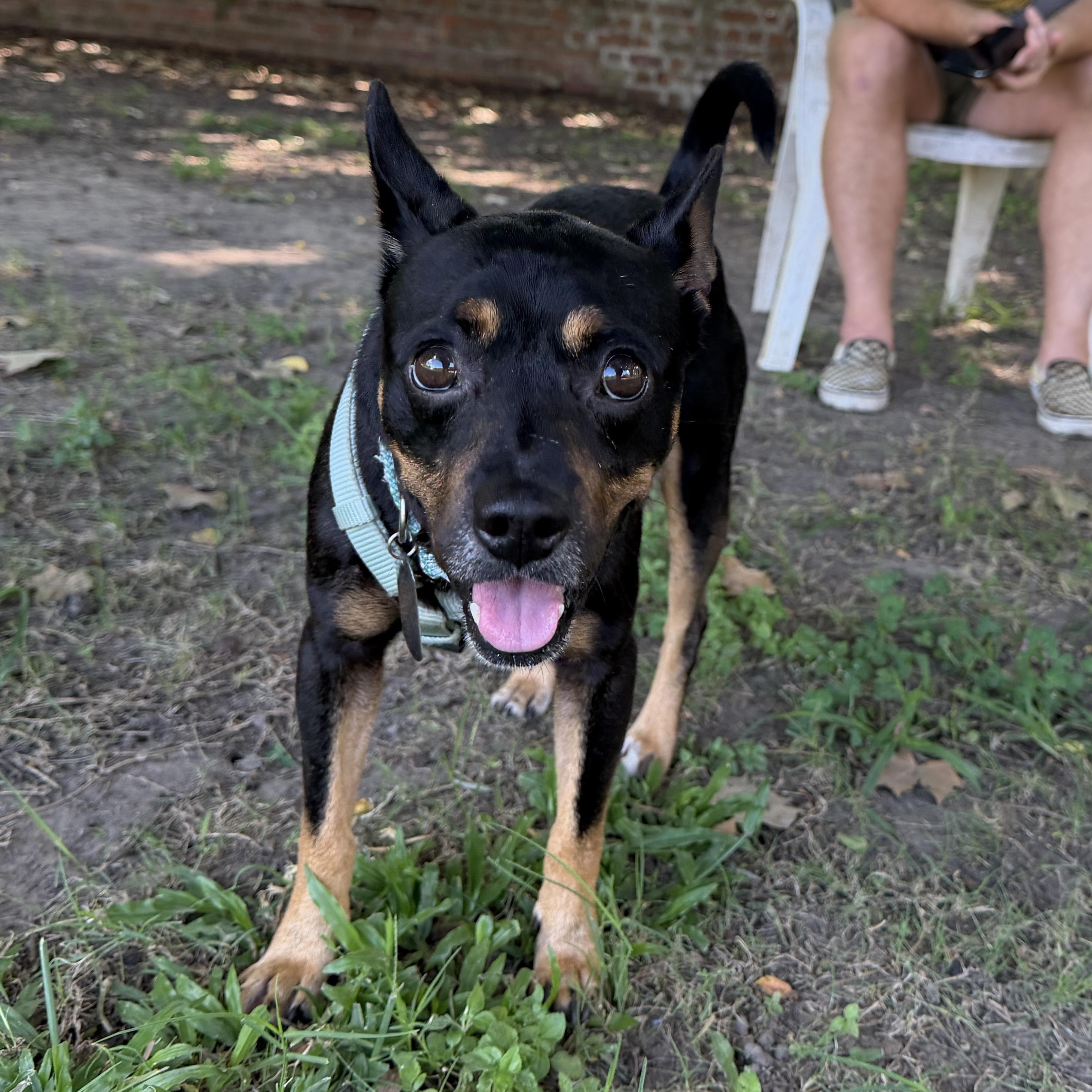 Chorizo, ADOPTABLE, Adult Male Miniature Pinscher.