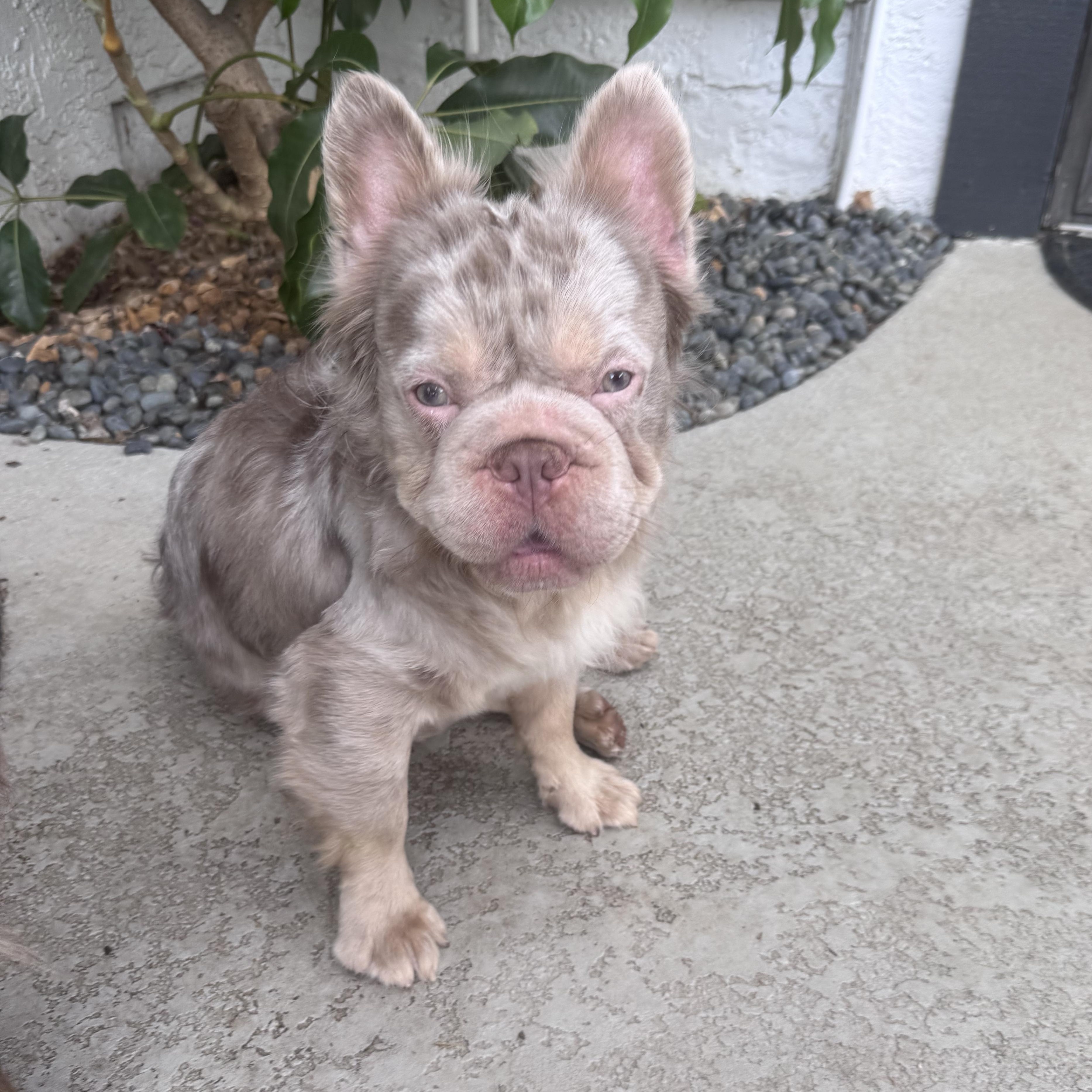 Frappuccino, Adoptable, Young Male French Bulldog.