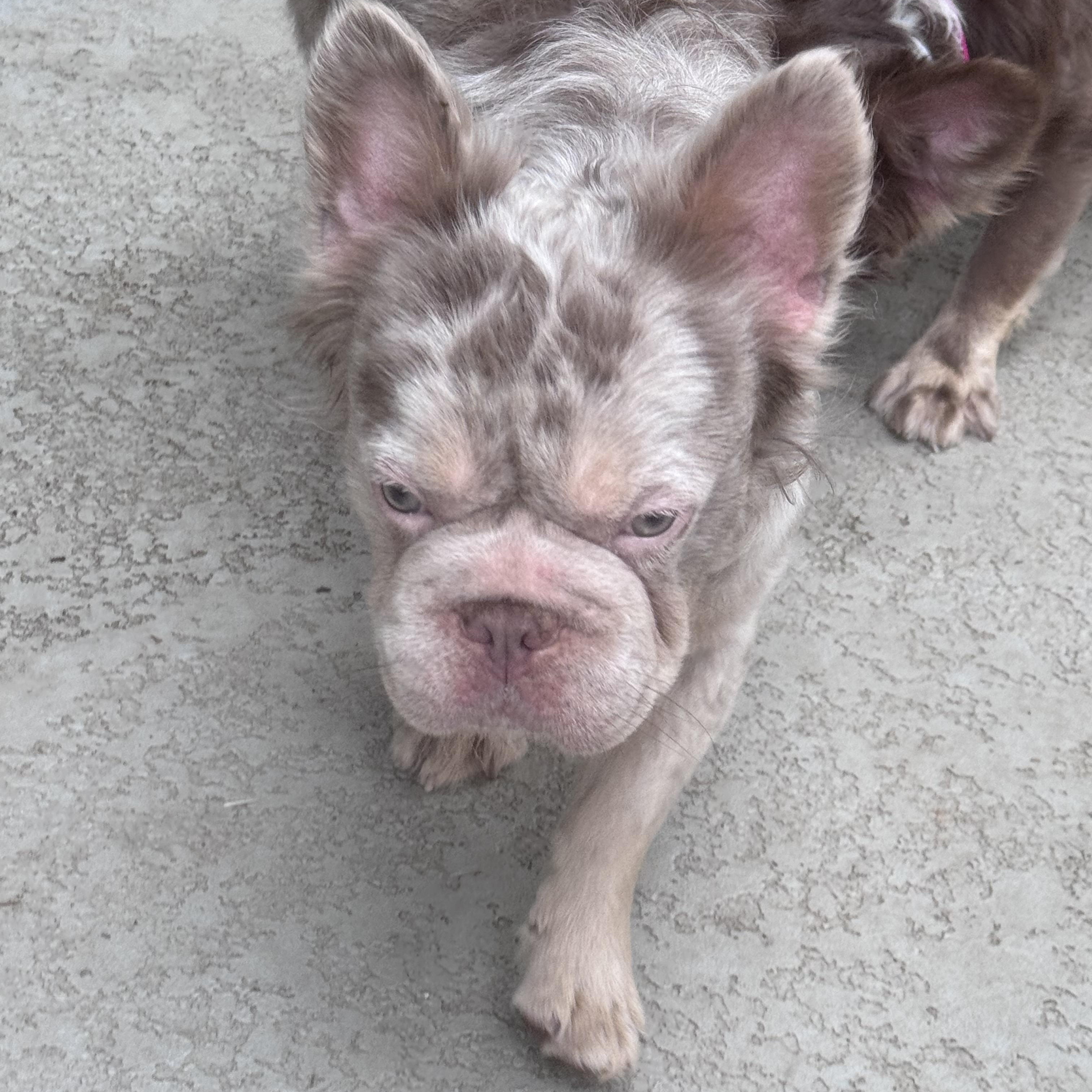 Frappuccino, a Adoptable French Bulldog in Rancho Santa Fe, CA image 2/2