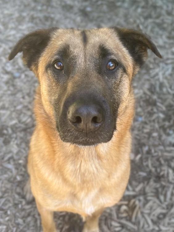 Enlarge Jude, a Adoptable mixed breed in Vashon, WA image 1/1