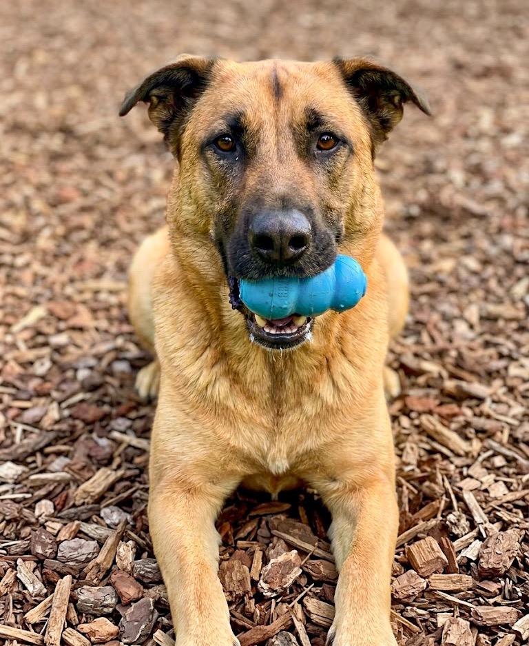 Enlarge Jude, a Adoptable mixed breed in Vashon, WA image 2/2
