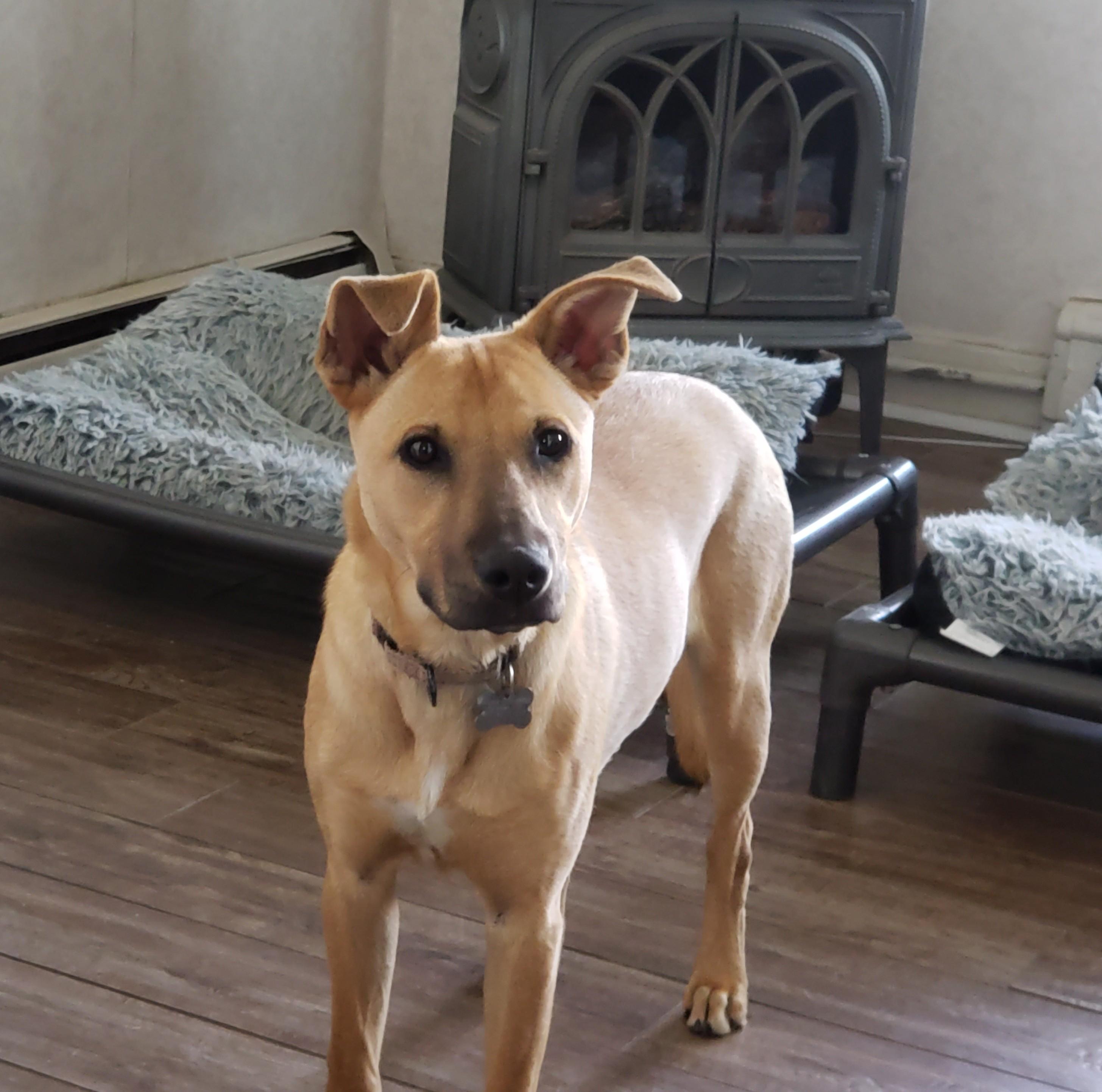 Ariel, an adoptable mixed breed in Albany, NY image 2/2