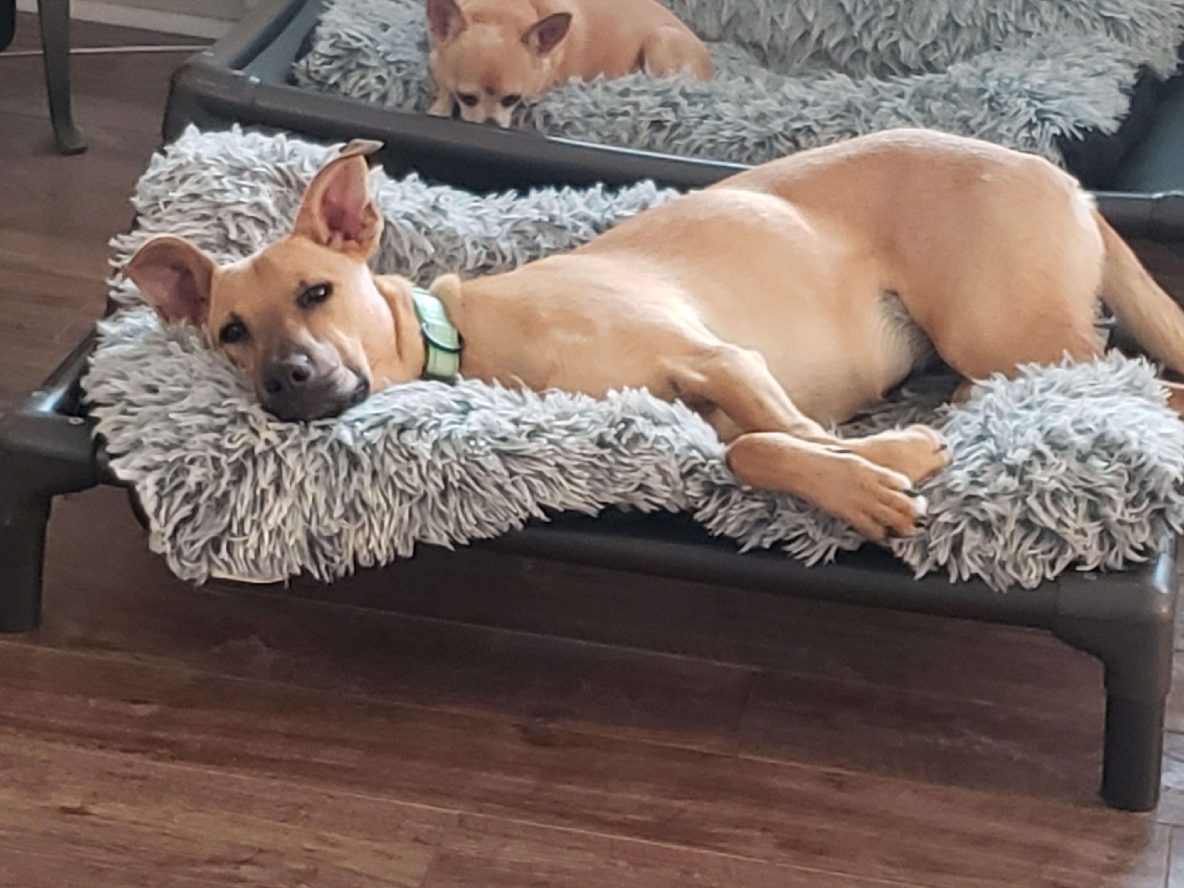 Ariel, an adoptable mixed breed in Albany, NY image 4/6