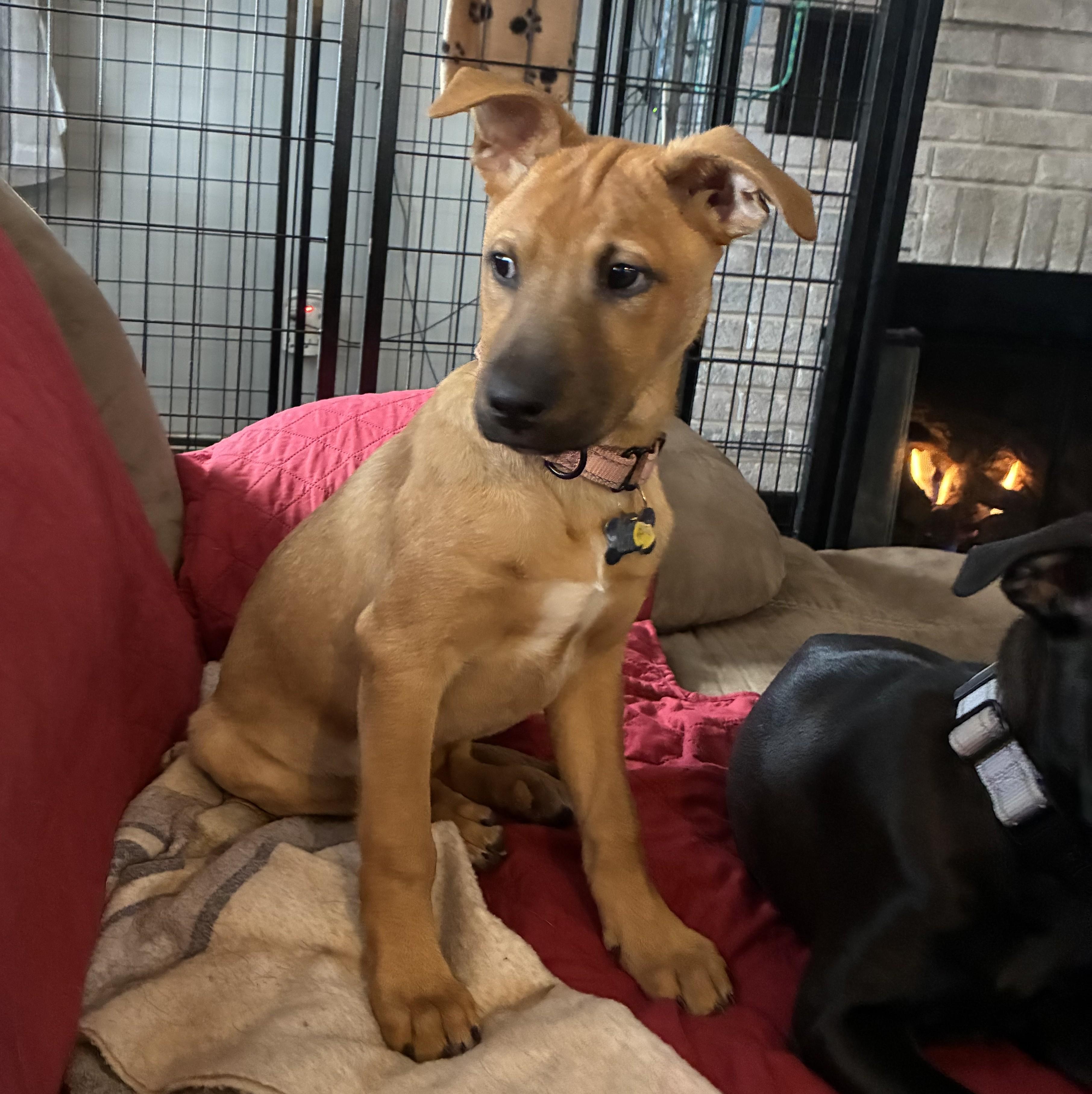 Ariel, a Adoptable mixed breed in Albany, NY image 5/6