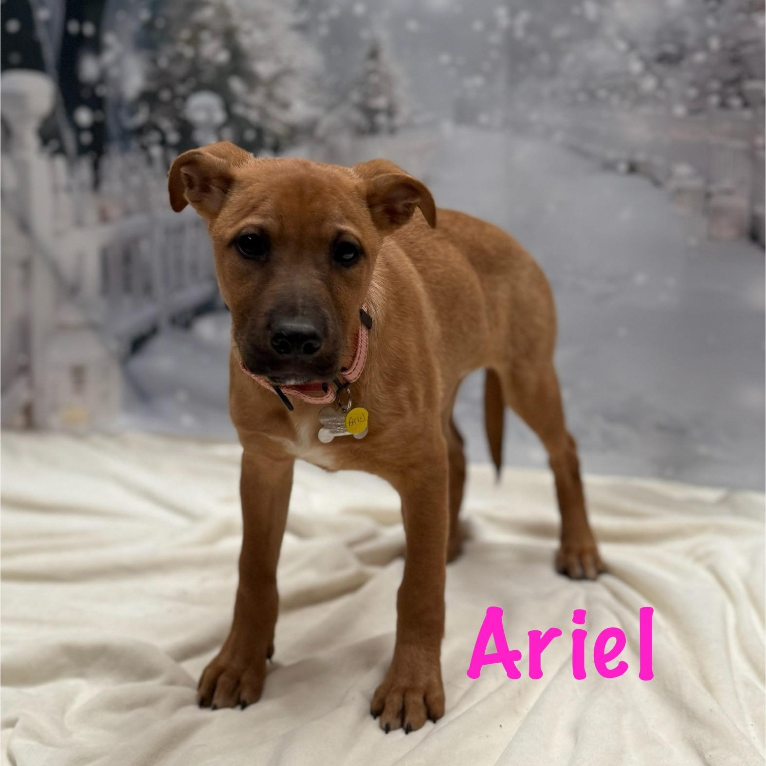Ariel, a Adoptable mixed breed in Albany, NY image 2/6