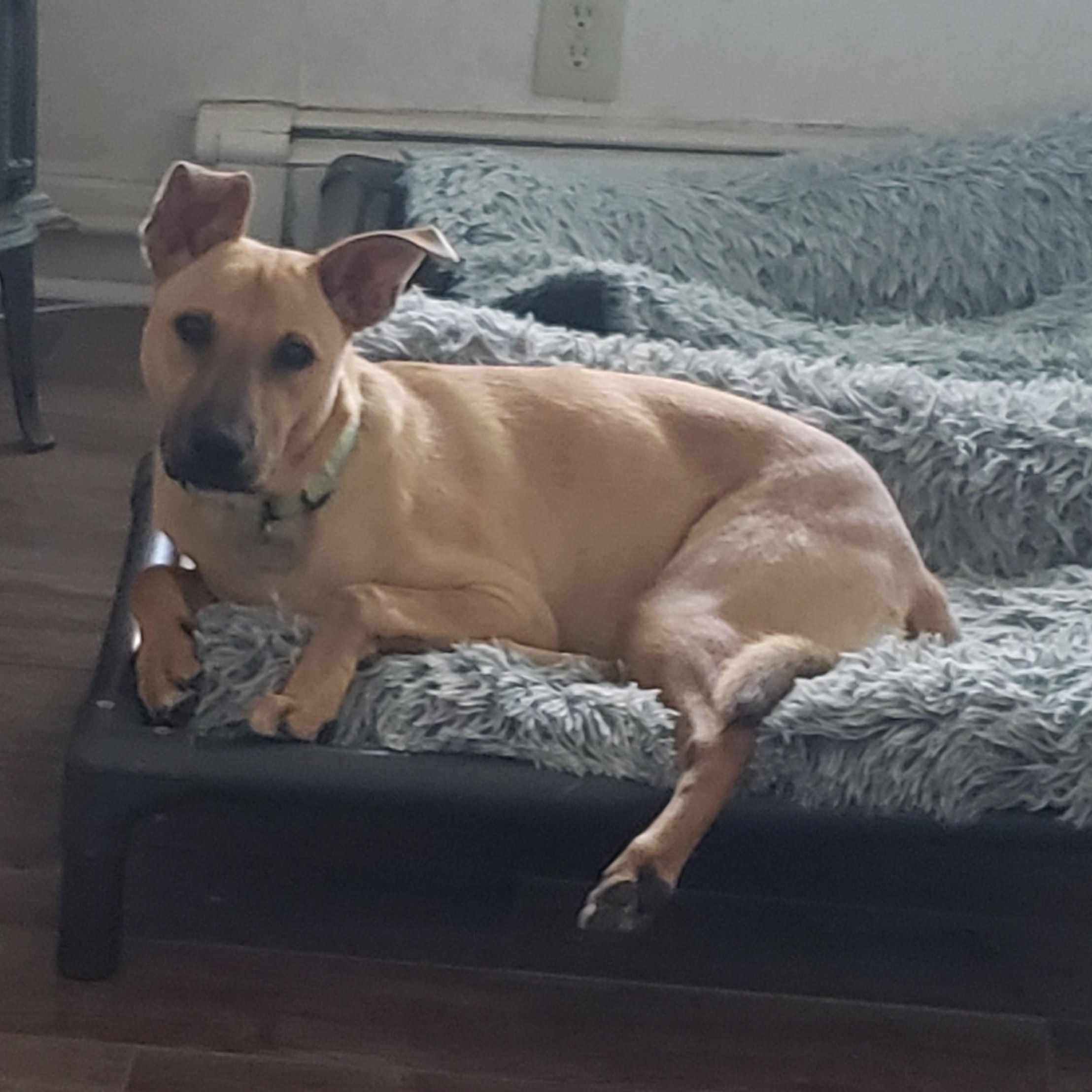 Ariel, an adoptable mixed breed in Albany, NY image 3/6