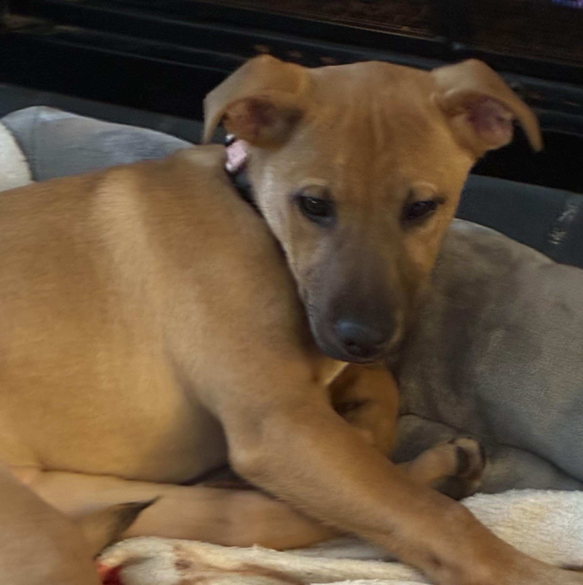 Ariel, a Adoptable mixed breed in Albany, NY image 6/6