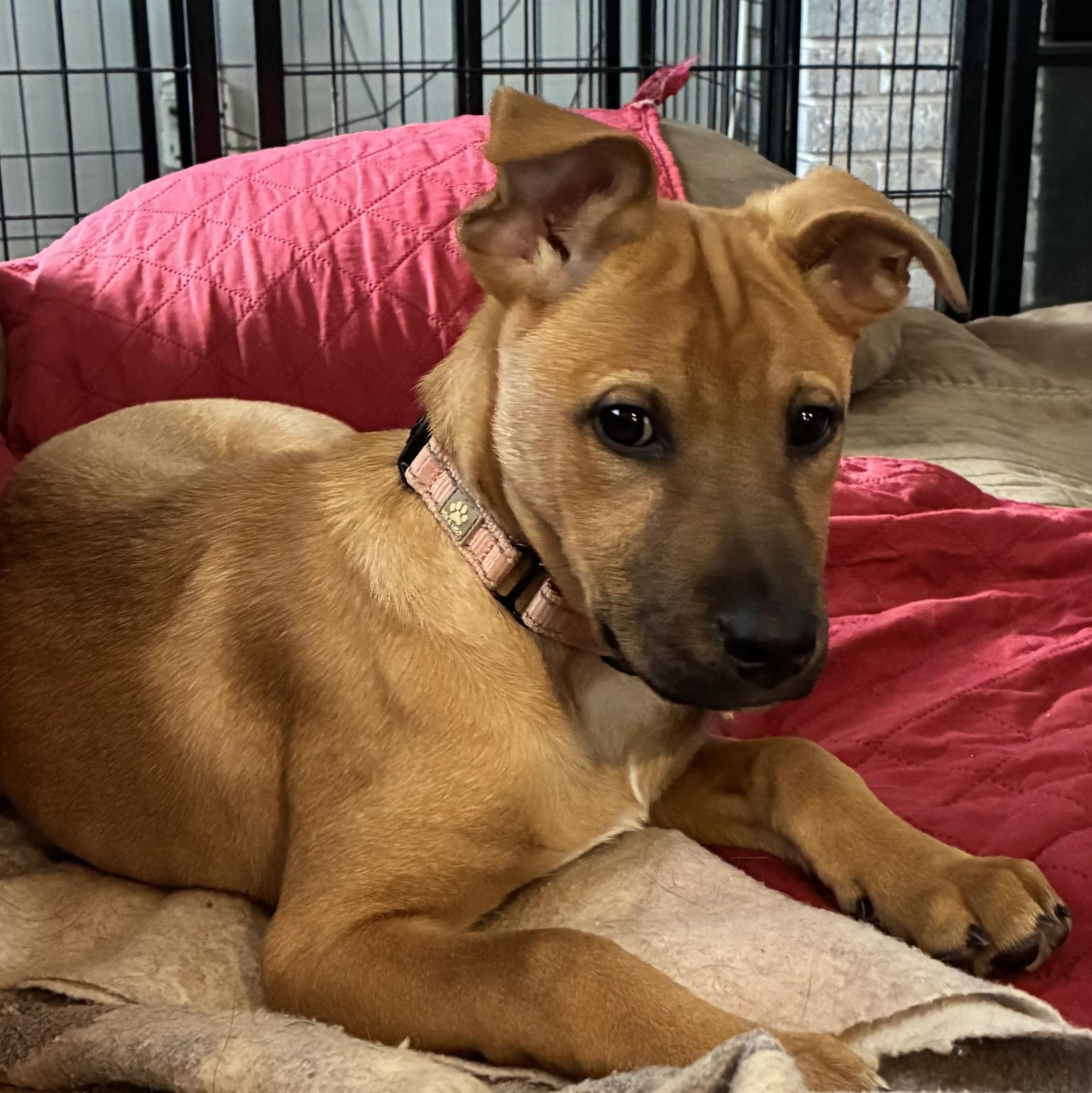 Ariel, a Adoptable mixed breed in Albany, NY image 1/6