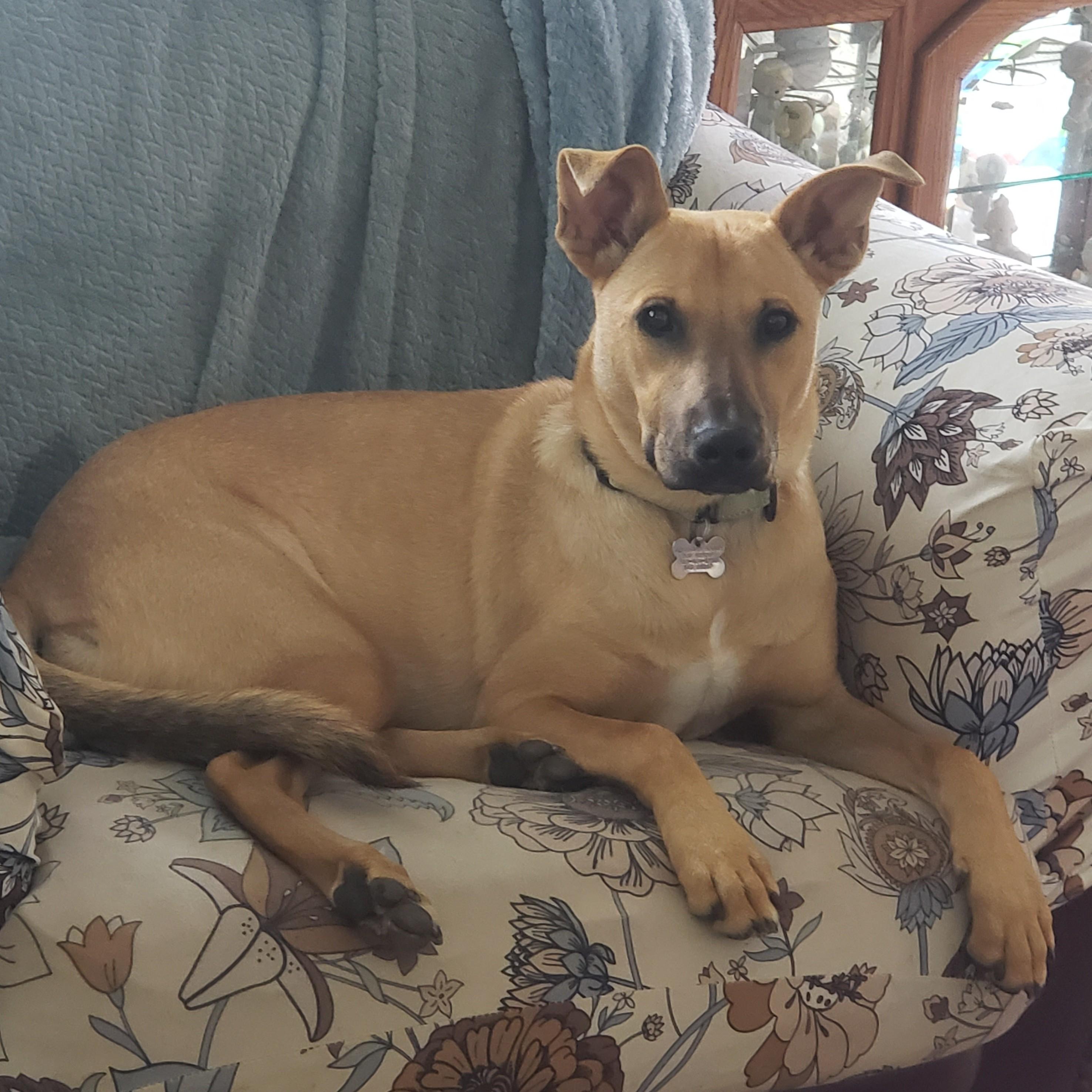 Enlarge Ariel, a Adoptable mixed breed in Albany, NY image 1/6