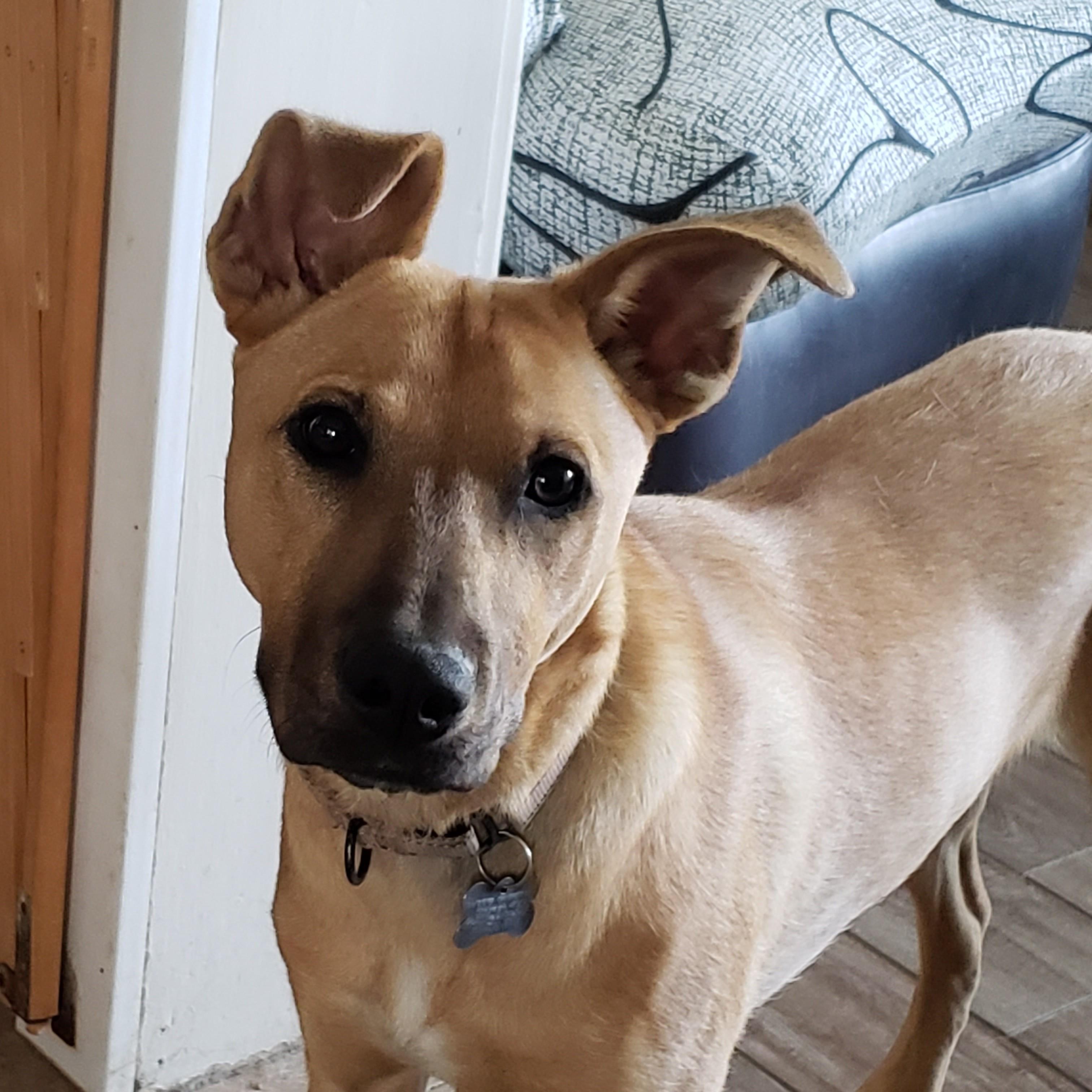 Ariel, adoptable, Young Female Labrador Retriever.