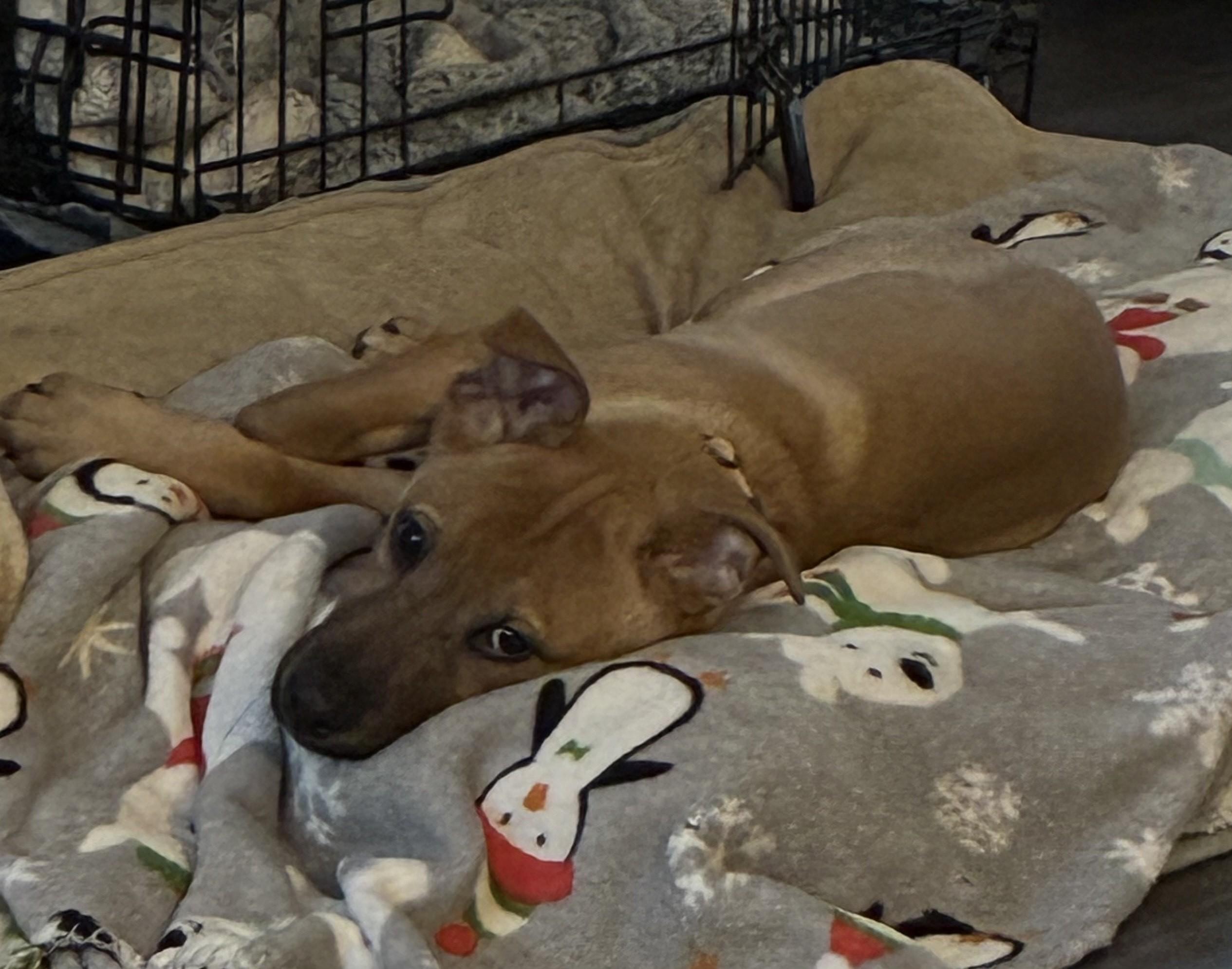 Ariel, a Adoptable mixed breed in Albany, NY image 4/6