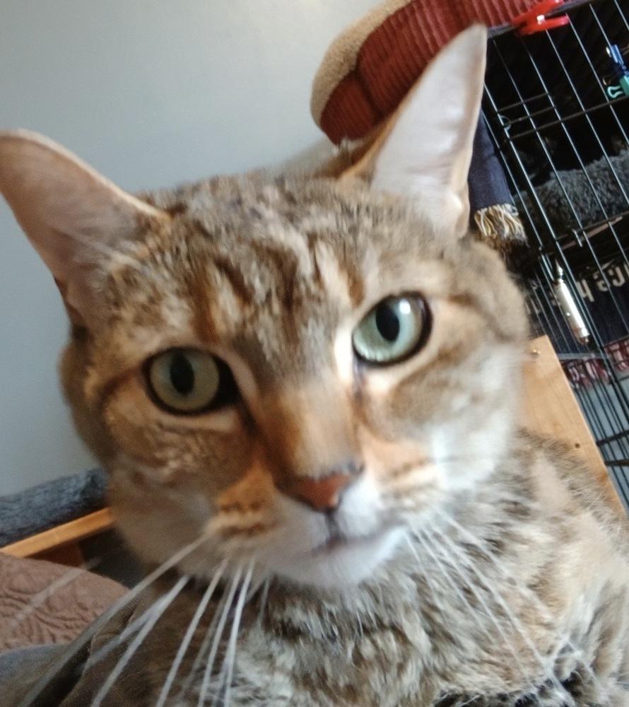 Enlarge Laverne, a Adoptable mixed breed in Spokane , WA image 4/4