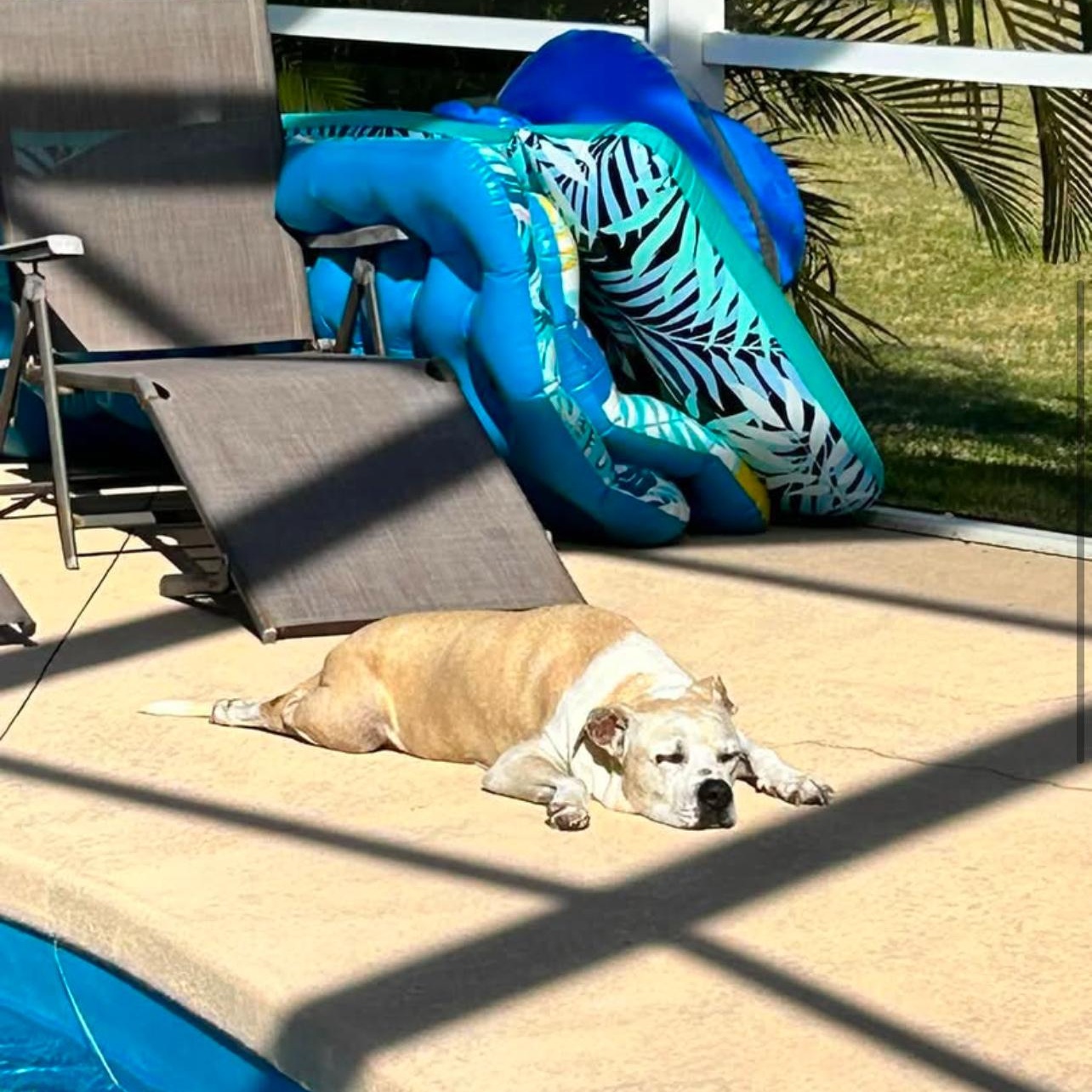 Tubby, a Adoptable mixed breed in Sebring, FL image 2/6