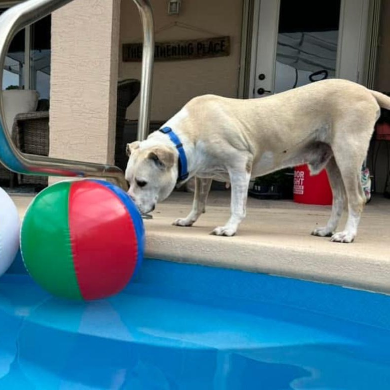 Tubby, Adoptable, Adult Male American Staffordshire Terrier.