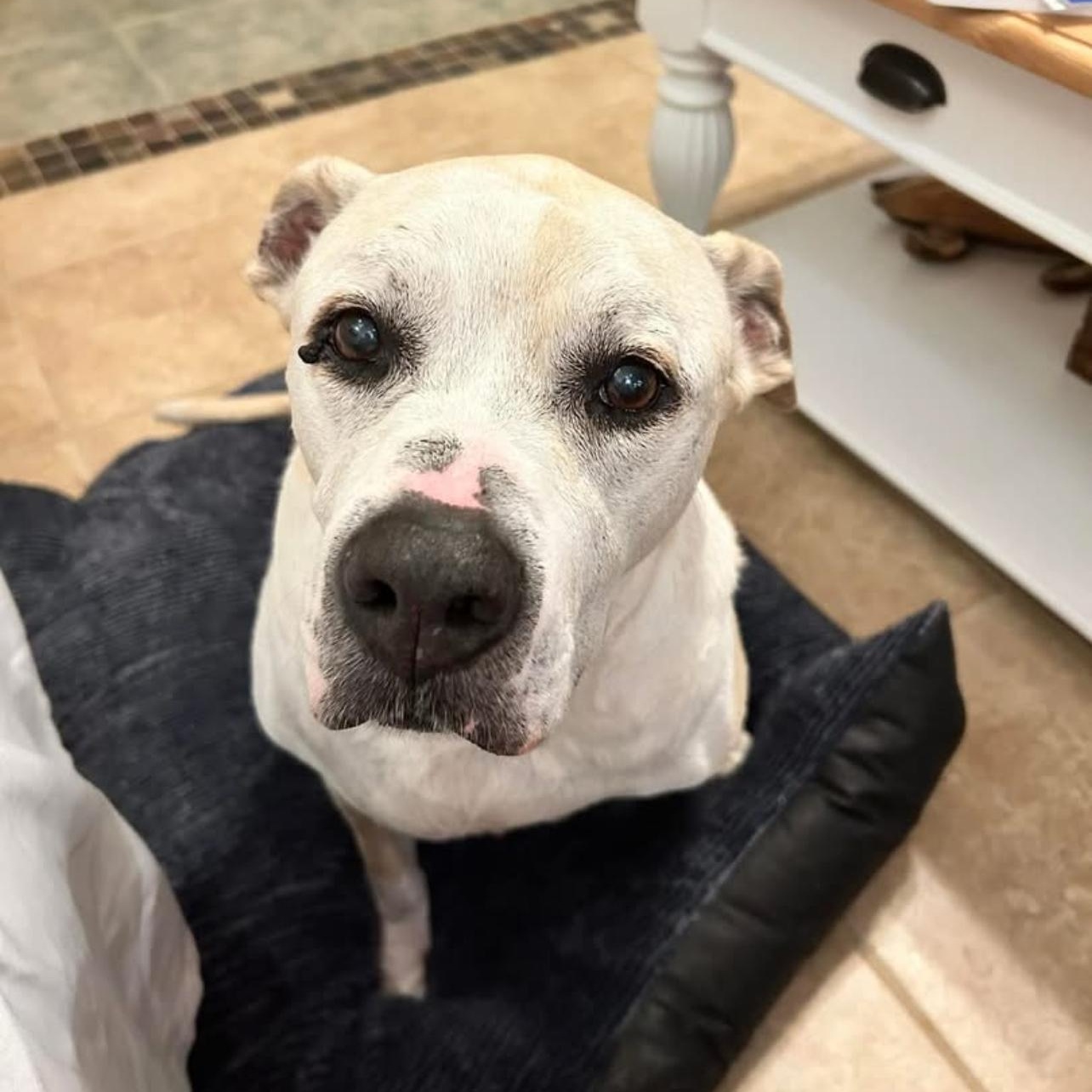 Tubby, Adoptable, Adult Male American Staffordshire Terrier.