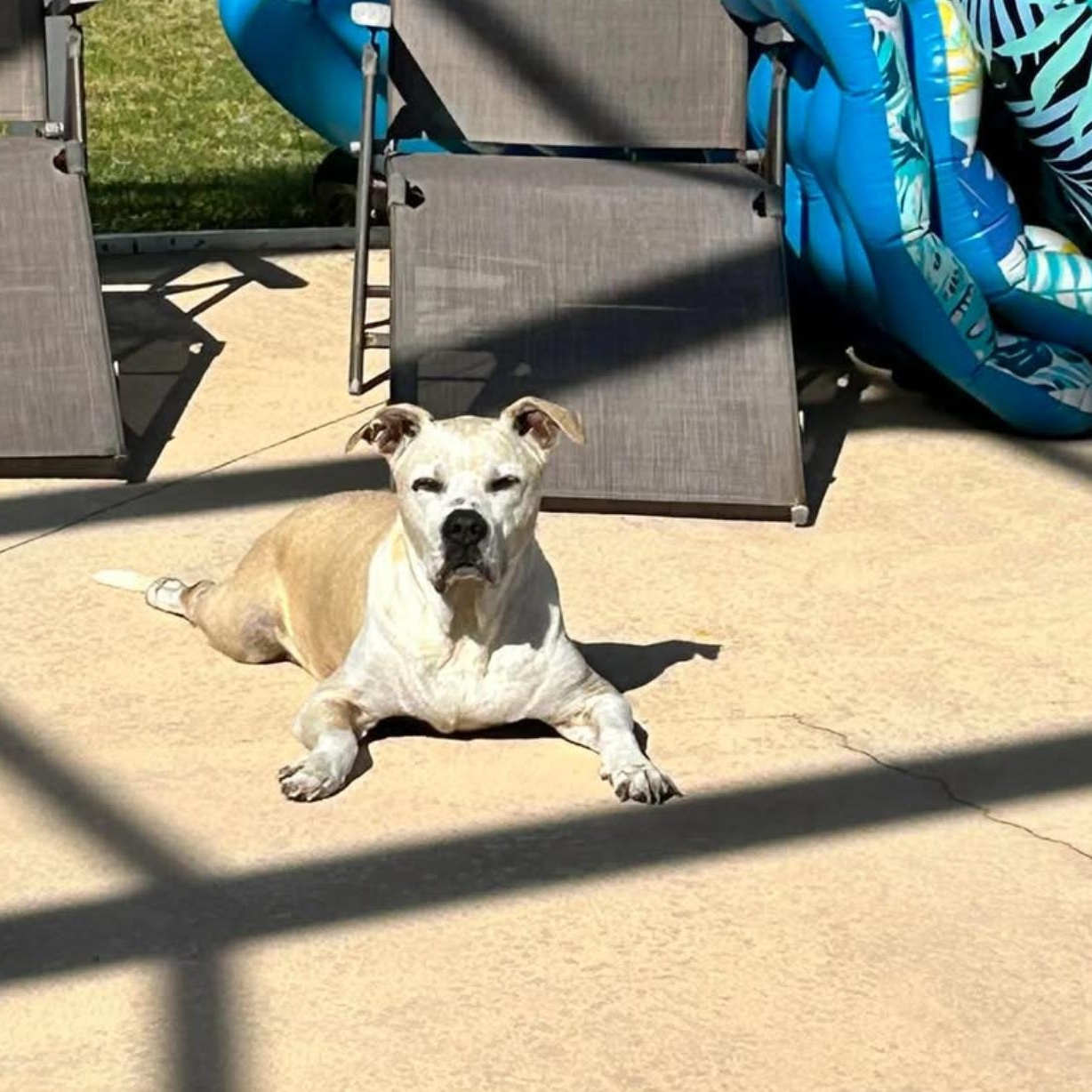 Tubby, a Adoptable mixed breed in Sebring, FL image 6/6