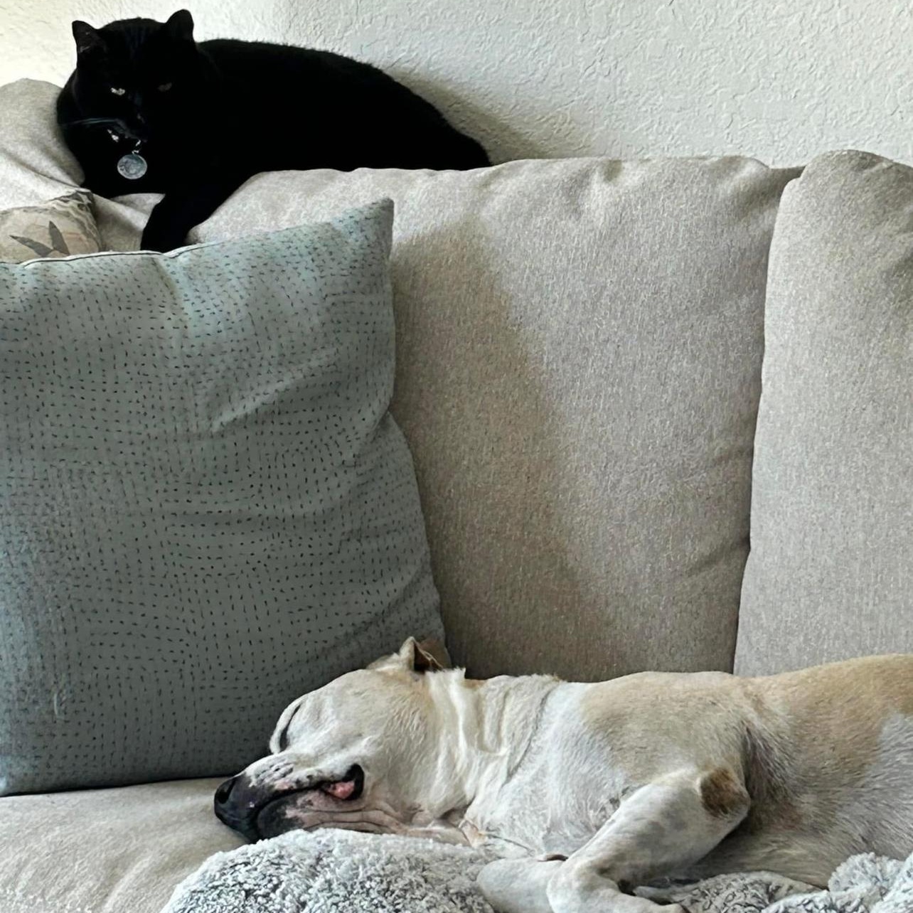 Tubby, a Adoptable mixed breed in Sebring, FL image 4/6