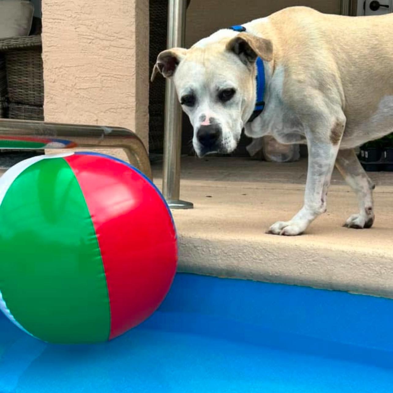 Tubby, a Adoptable mixed breed in Sebring, FL image 5/6