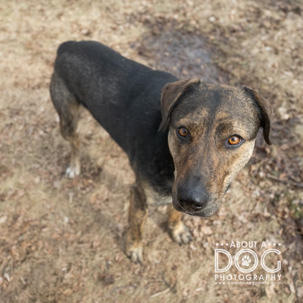 Enlarge Dakota, a Adoptable mixed breed in Saint Cloud, MN image 1/4