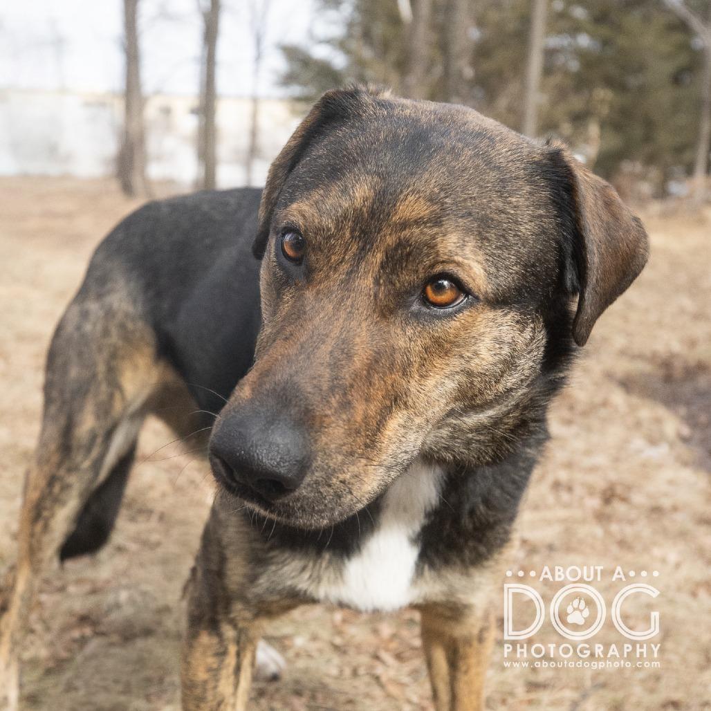 Enlarge Dakota, a Adoptable mixed breed in Saint Cloud, MN image 2/4