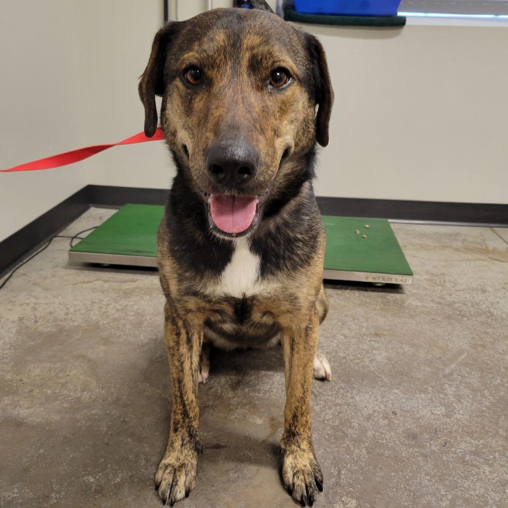 Enlarge Dakota, a Adoptable mixed breed in Saint Cloud, MN image 3/4