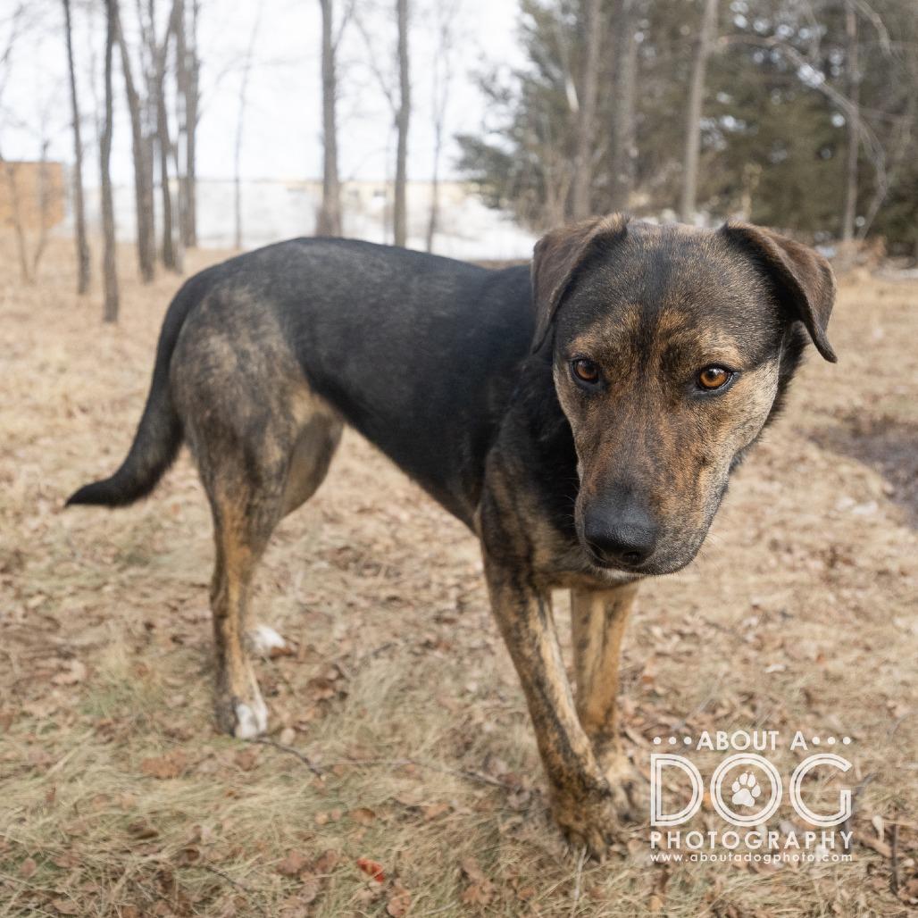 Enlarge Dakota, a Adoptable mixed breed in Saint Cloud, MN image 4/4