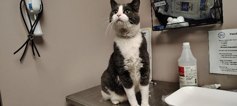 Ed, Adoptable, Adult Male Domestic Short Hair.