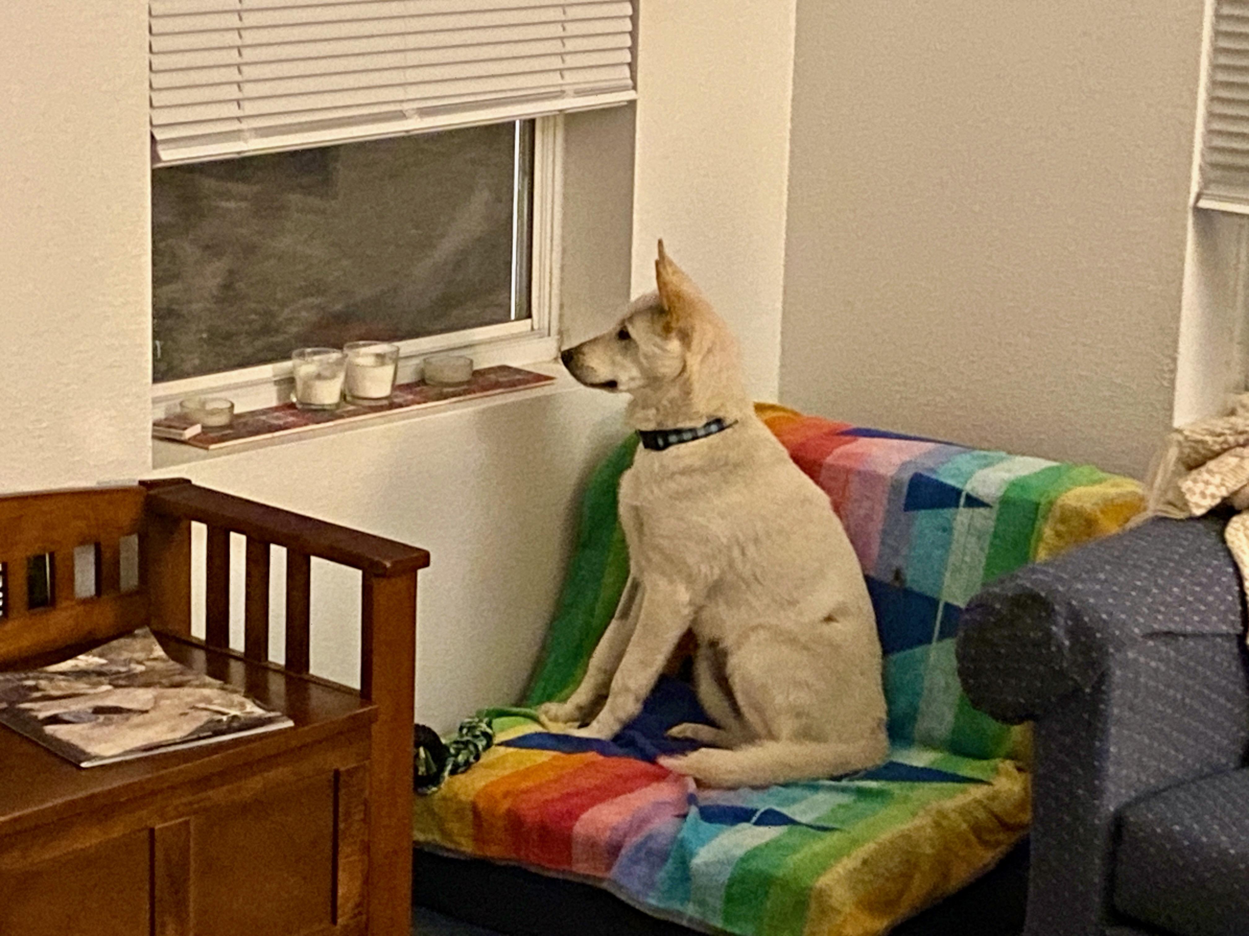 Enlarge Taffy Mae, an adopted mixed breed in Prescott, AZ image 5/6