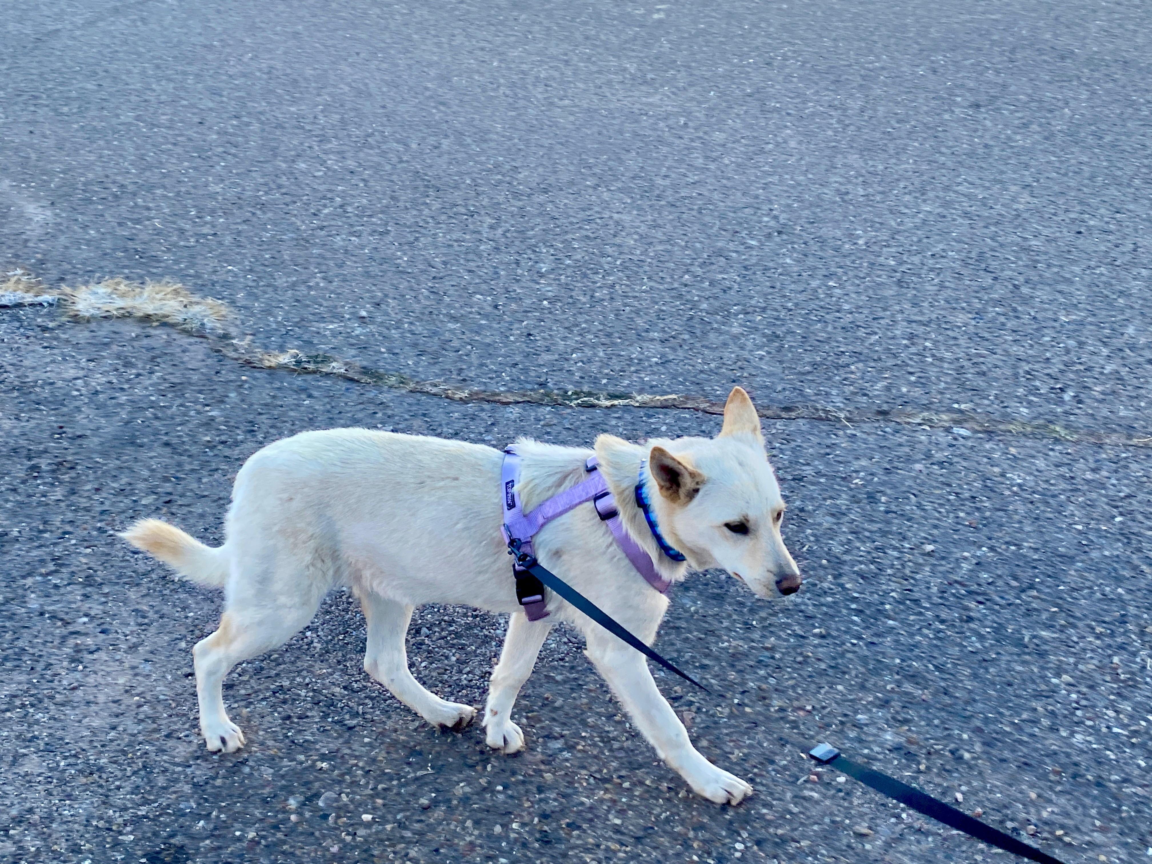 Enlarge Taffy Mae, an adopted mixed breed in Prescott, AZ image 2/6
