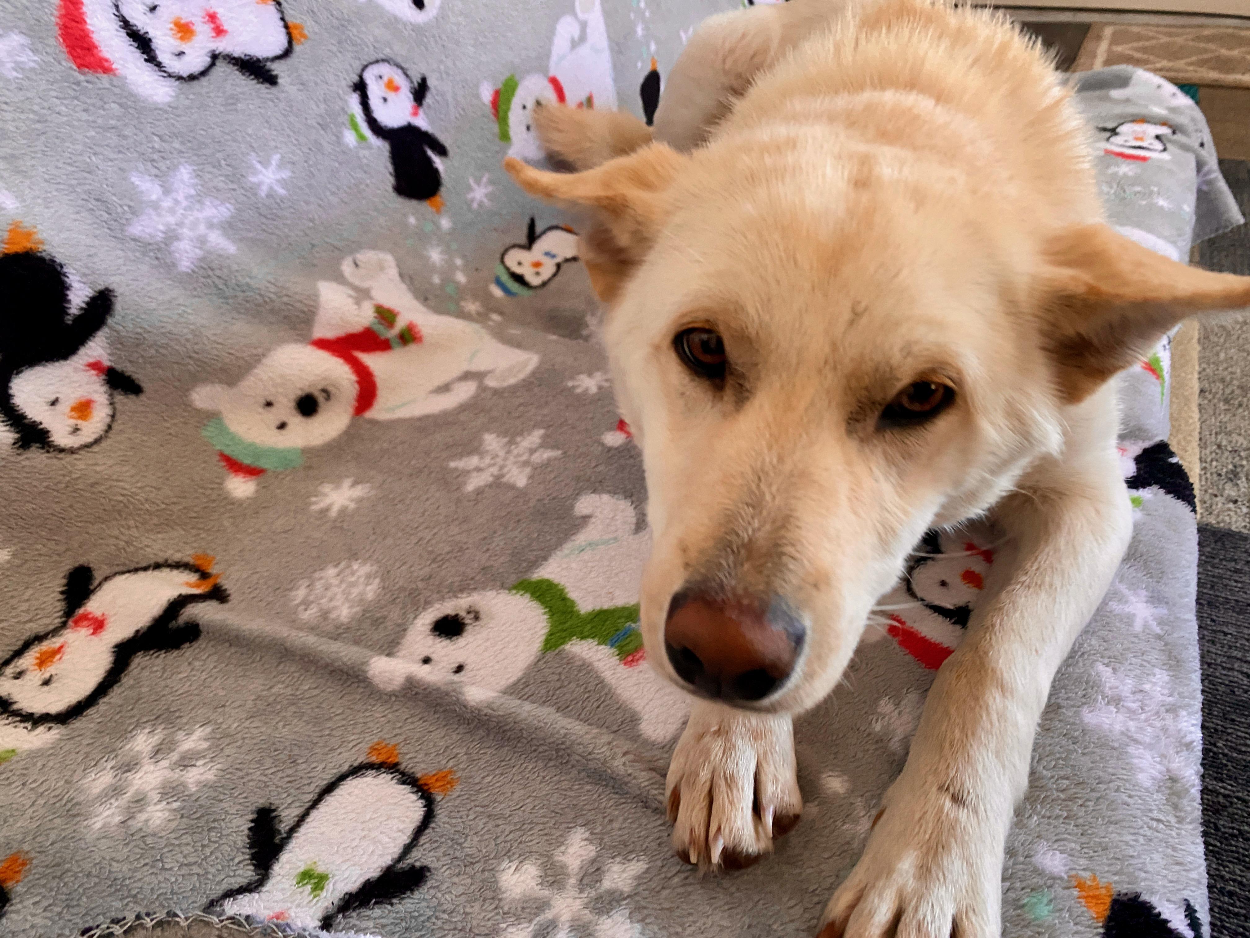 Enlarge Taffy Mae, an adopted mixed breed in Prescott, AZ image 4/6