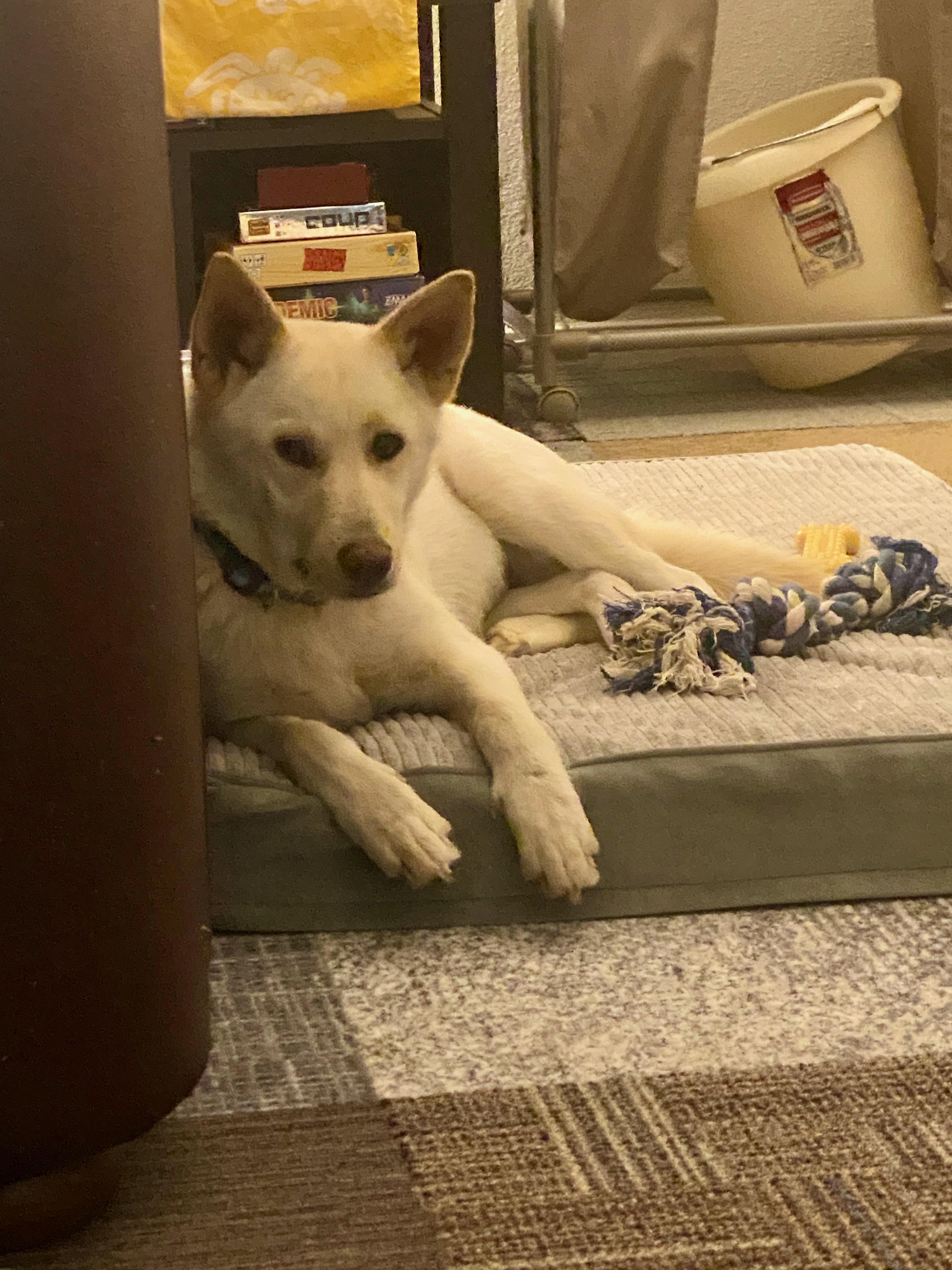 Enlarge Taffy Mae, an adopted mixed breed in Prescott, AZ image 3/6