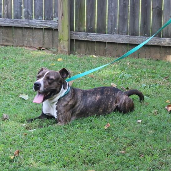 Shakey, Adoptable, Adult Male Pit Bull Terrier & Mixed Breed.