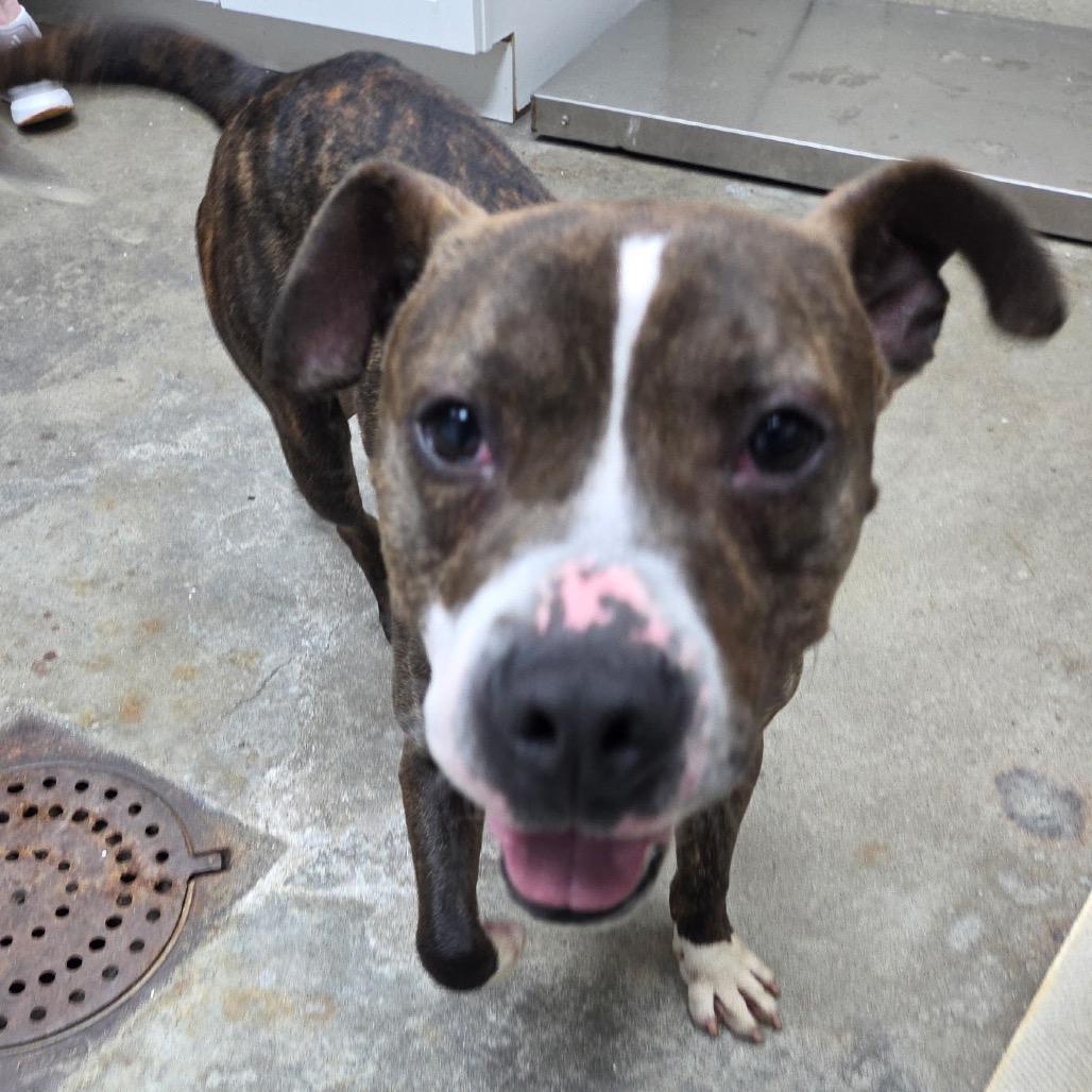 Enlarge Shakey, a Adoptable mixed breed in Madisonville, KY image 2/6
