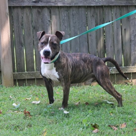 Enlarge Shakey, a Adoptable mixed breed in Madisonville, KY image 3/6